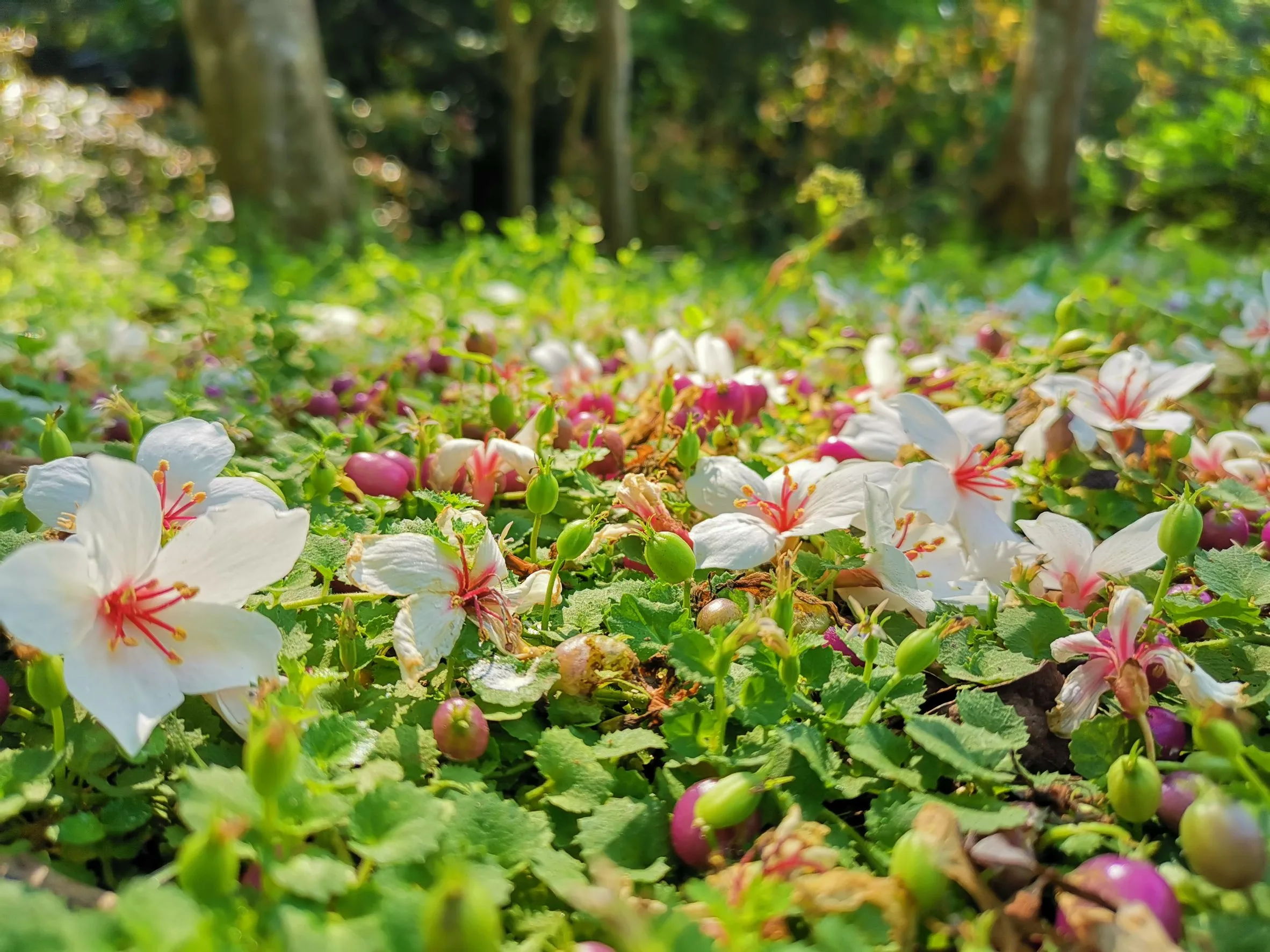 邊境山邊健行也可以一起和桐花躺著晒太陽。圖/新北市客家局粉專。
