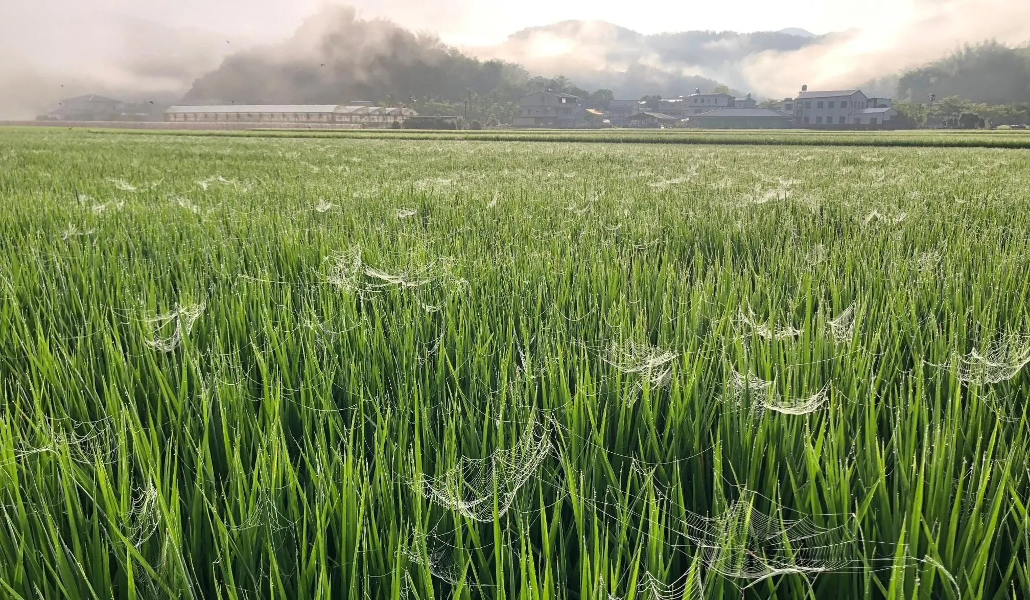 高雄美濃龍肚庄稻田上結滿了長腳蛛的蜘蛛網，遠山的稜線與山嵐與稻田交織出一幅竟人驚艷的美景。導演李慧宜提供