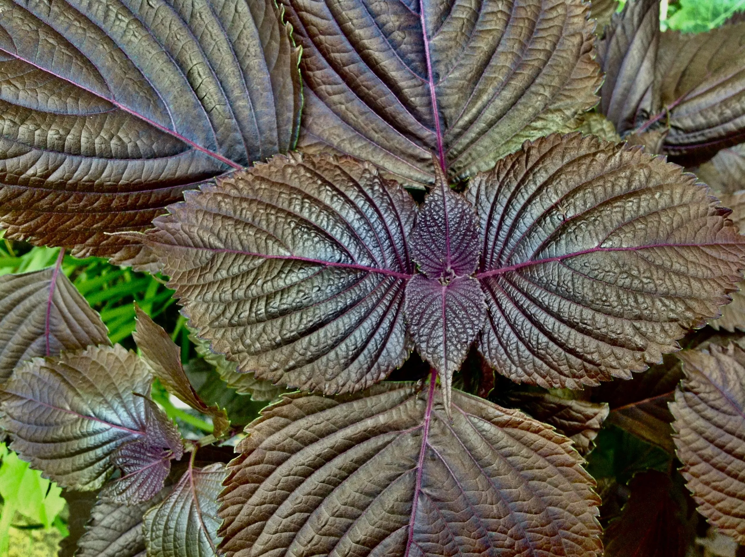 客家人把紫蘇叫成拐細（Guai-sii）。蕭秀琴攝