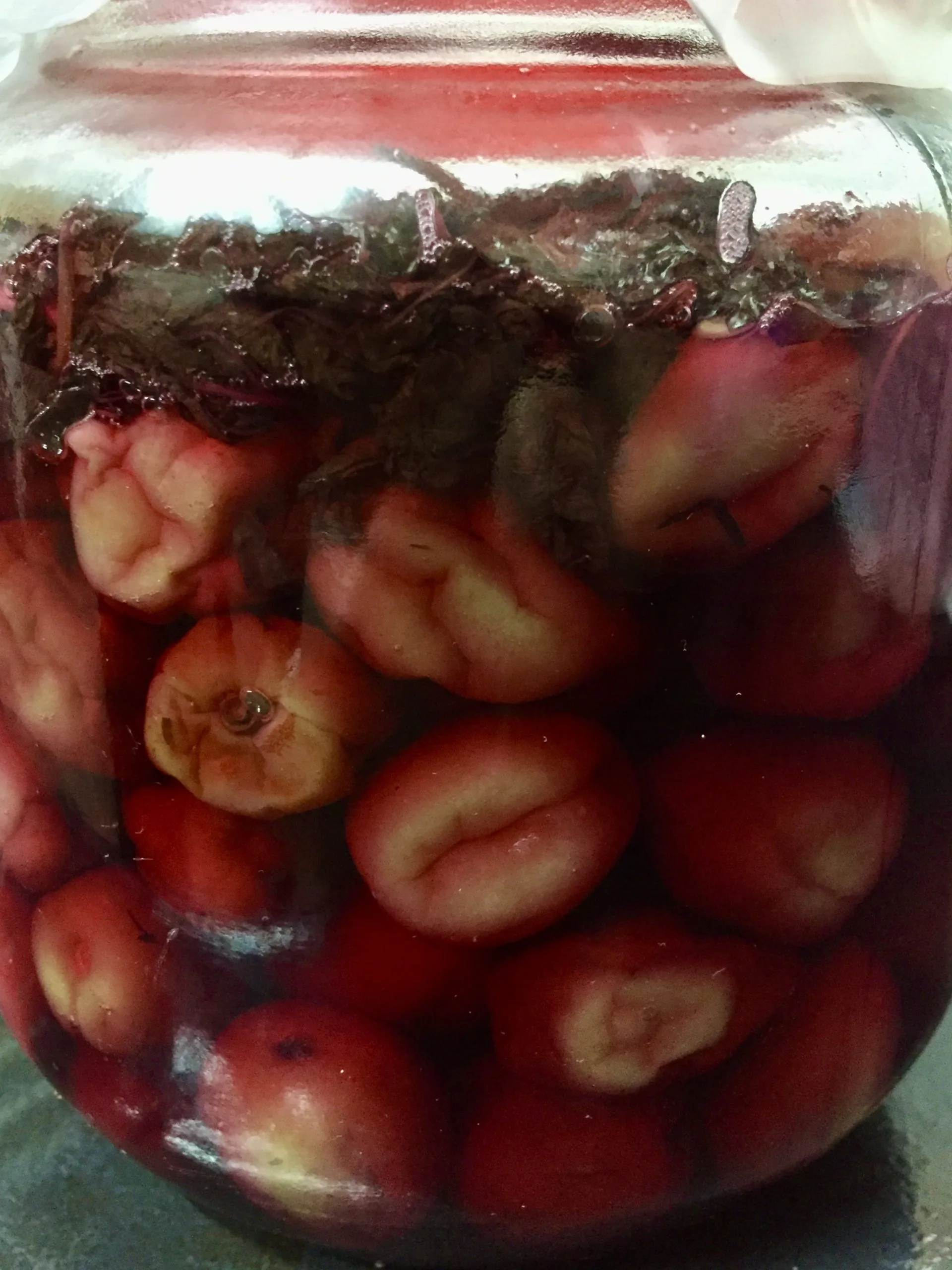 製作好的紫蘇梅。蕭秀琴攝