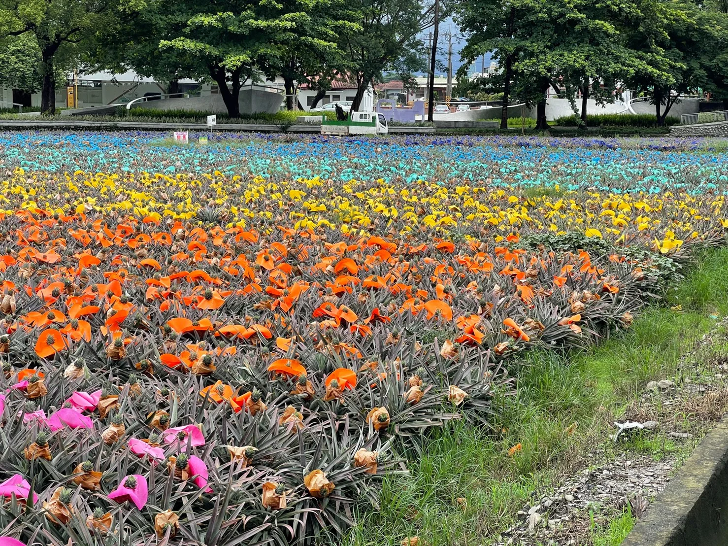 屏東高樹鄉彩帽鳳梨田。宋佩遙攝