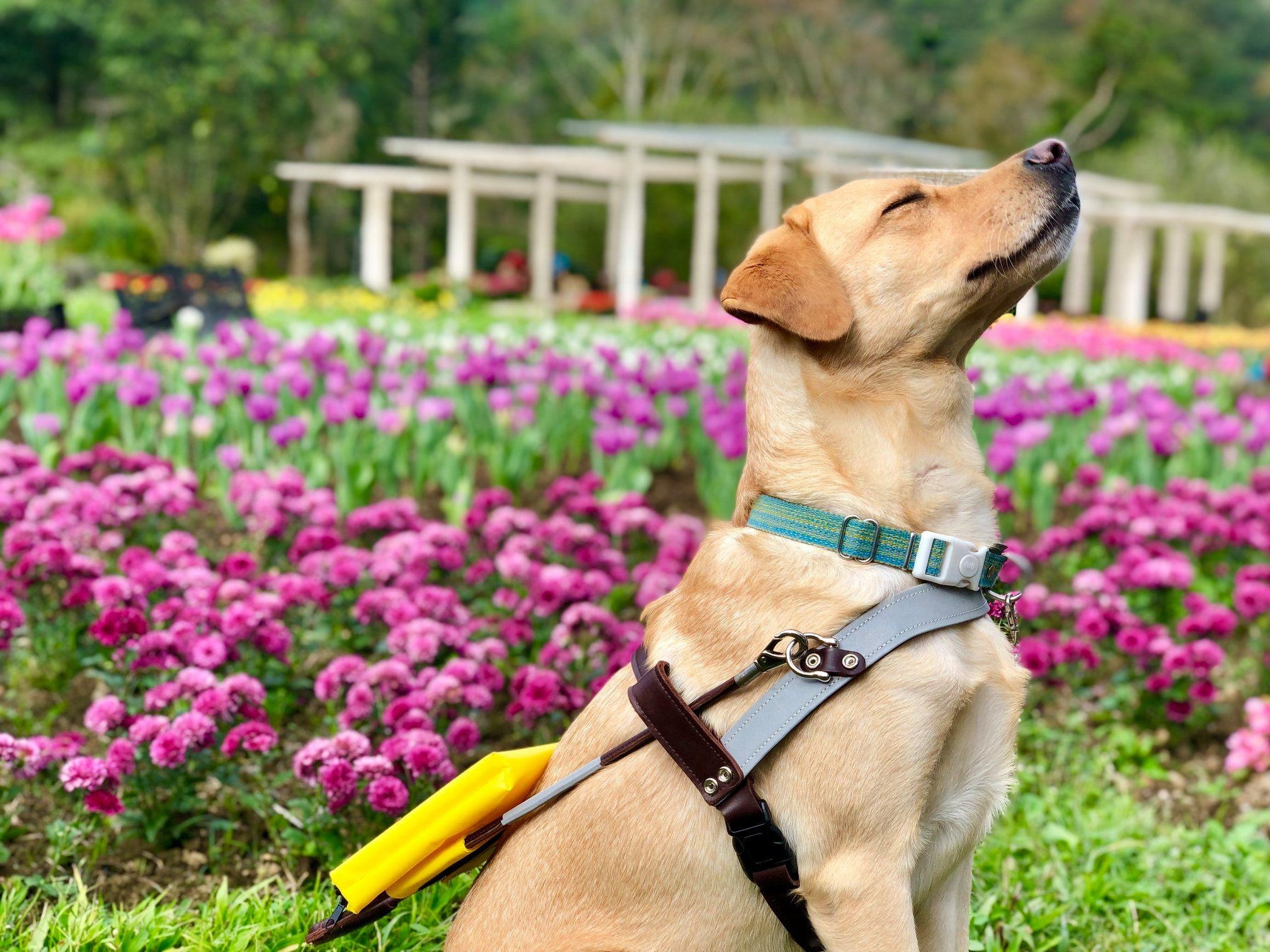 導盲犬學校也推出導盲犬體驗活動,回饋予募資民眾。惠光導盲犬學校提供