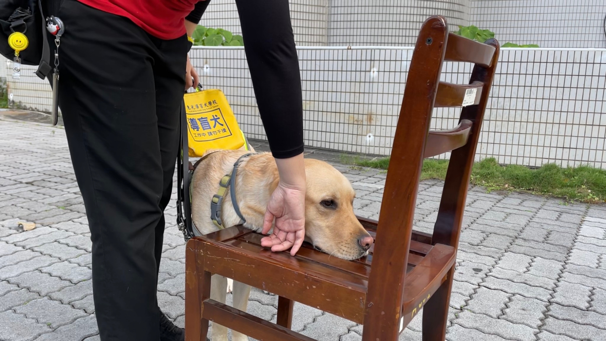 要成為合格的導盲犬,必須經過至少1年的訓練。惠光導盲犬學校提供