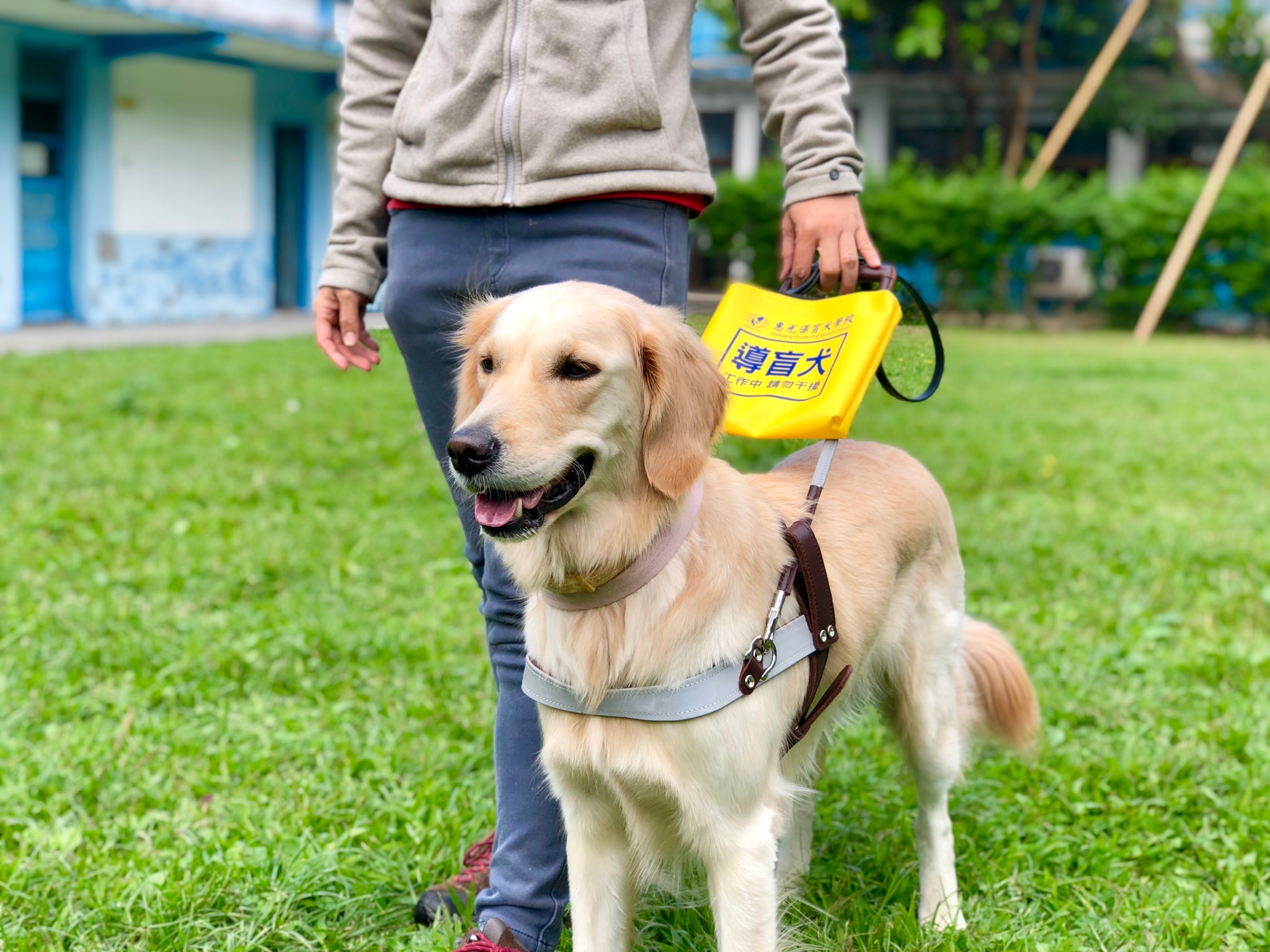 目前有7隻導盲犬正接受專業訓練,希望能成為優秀的開路天使。惠光導盲犬學校提供