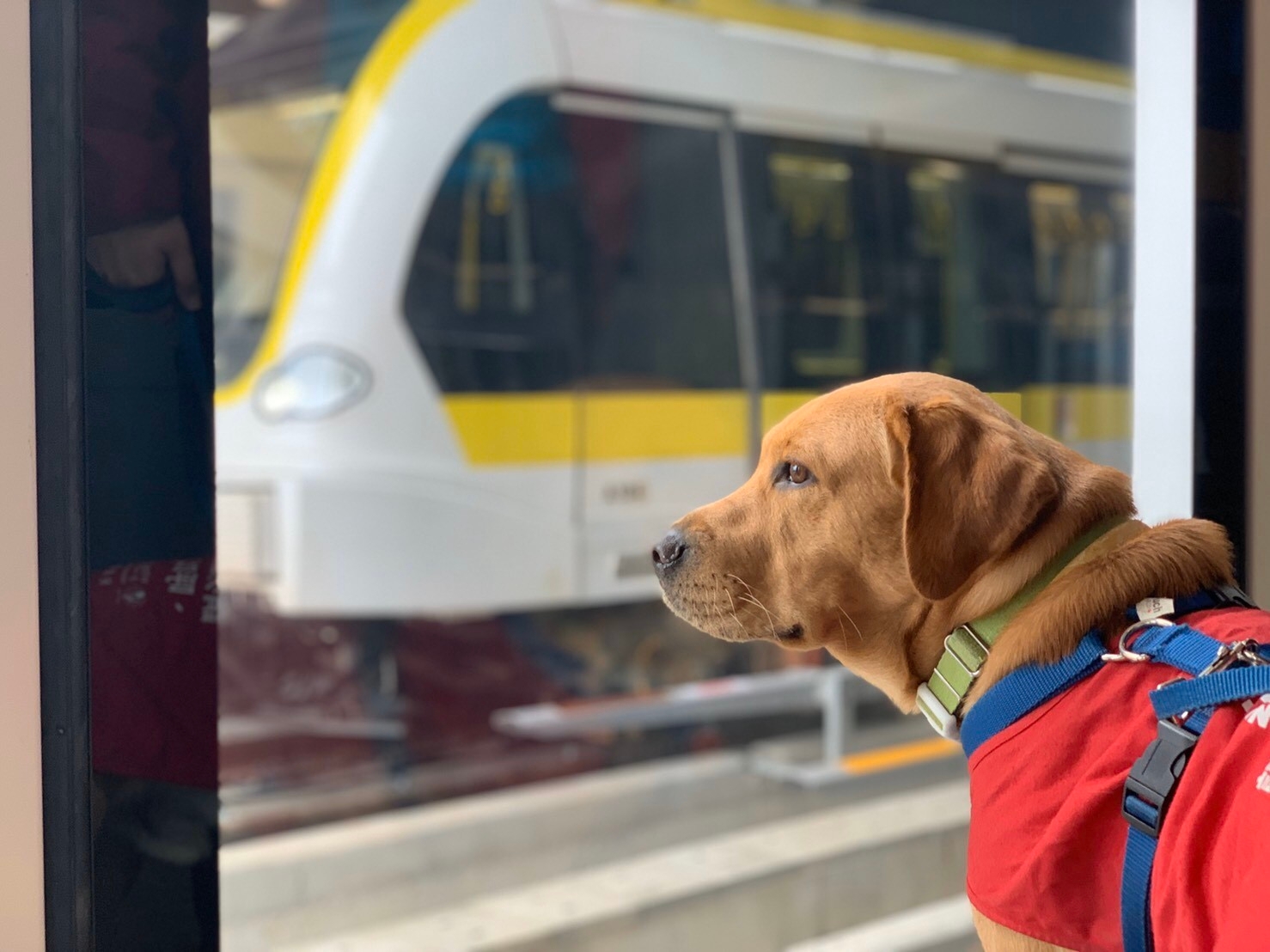導盲犬必須經過三階段的訓練,才能成為優秀的開路天使。惠光導盲犬學校提供