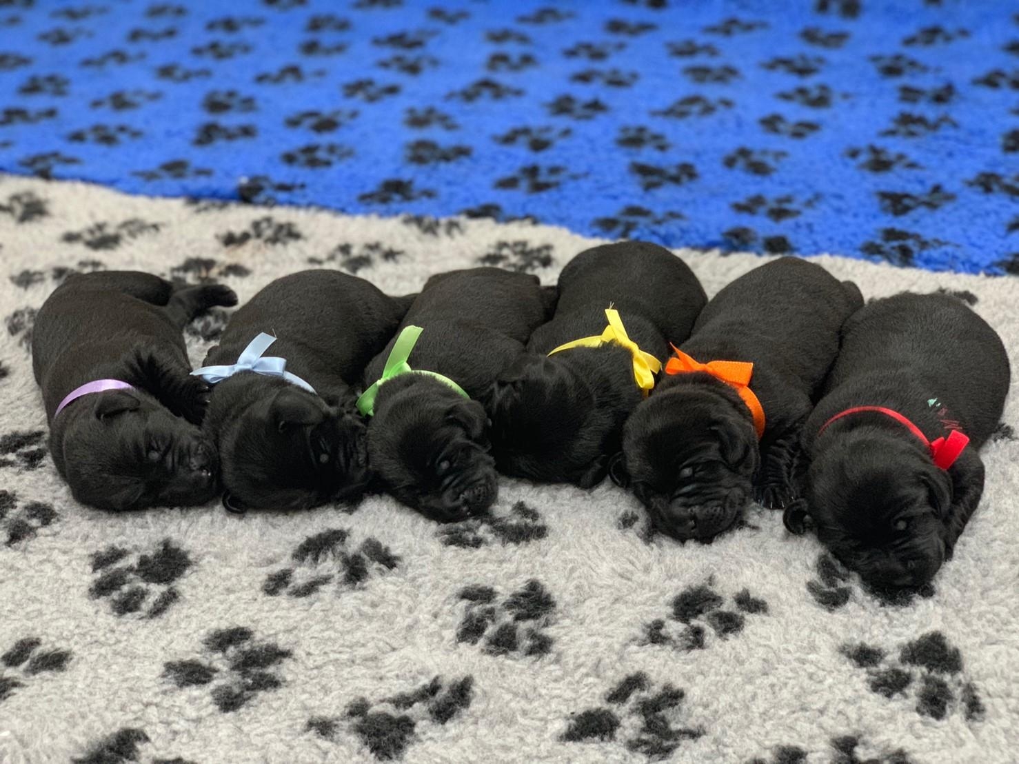 導盲犬幼犬可愛模樣十分惹人疼愛。惠光導盲犬學校提供