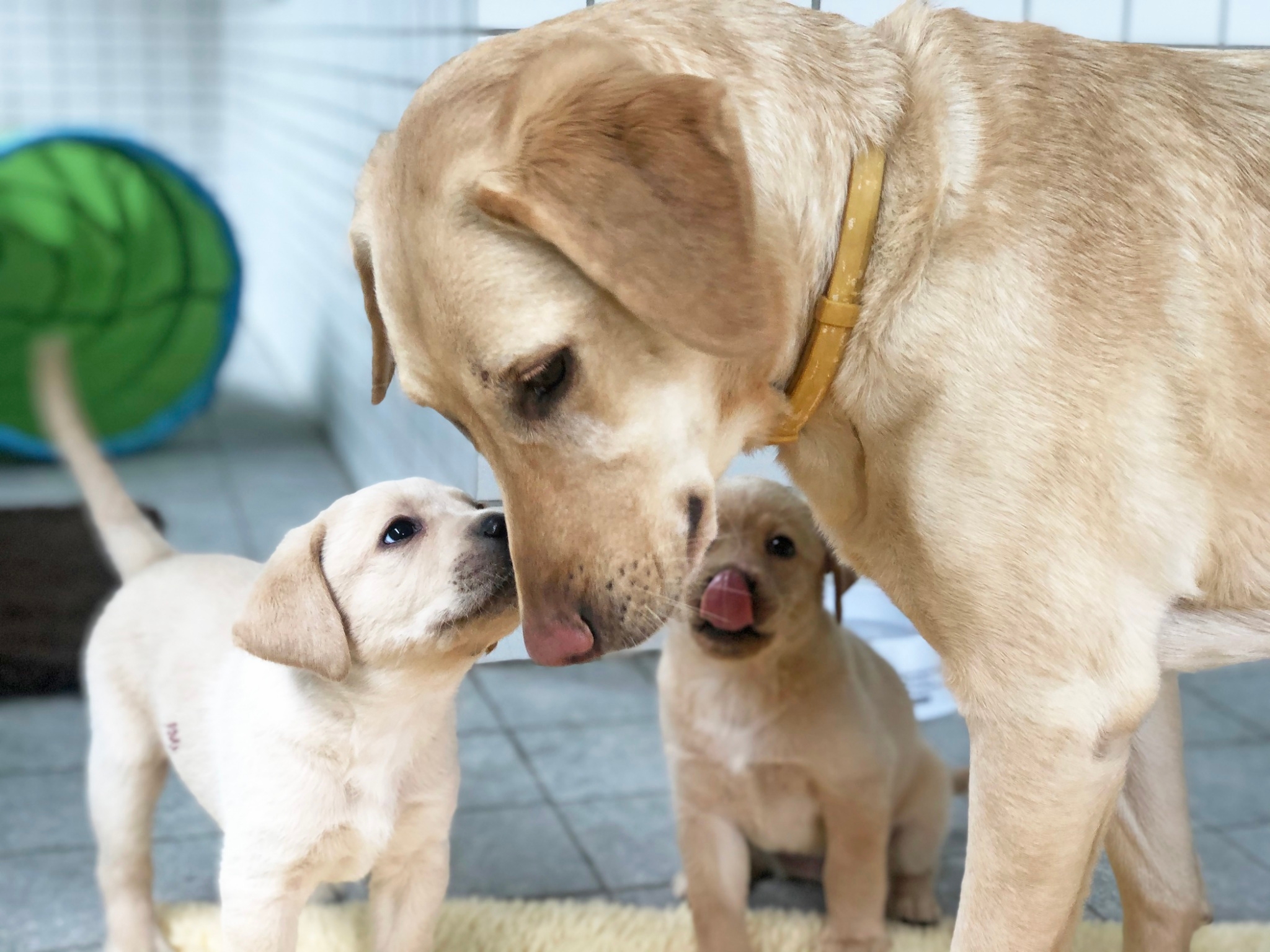 2020年初誕生的導盲幼犬已經長大,準備接受專業訓練。惠光導盲犬學校提供