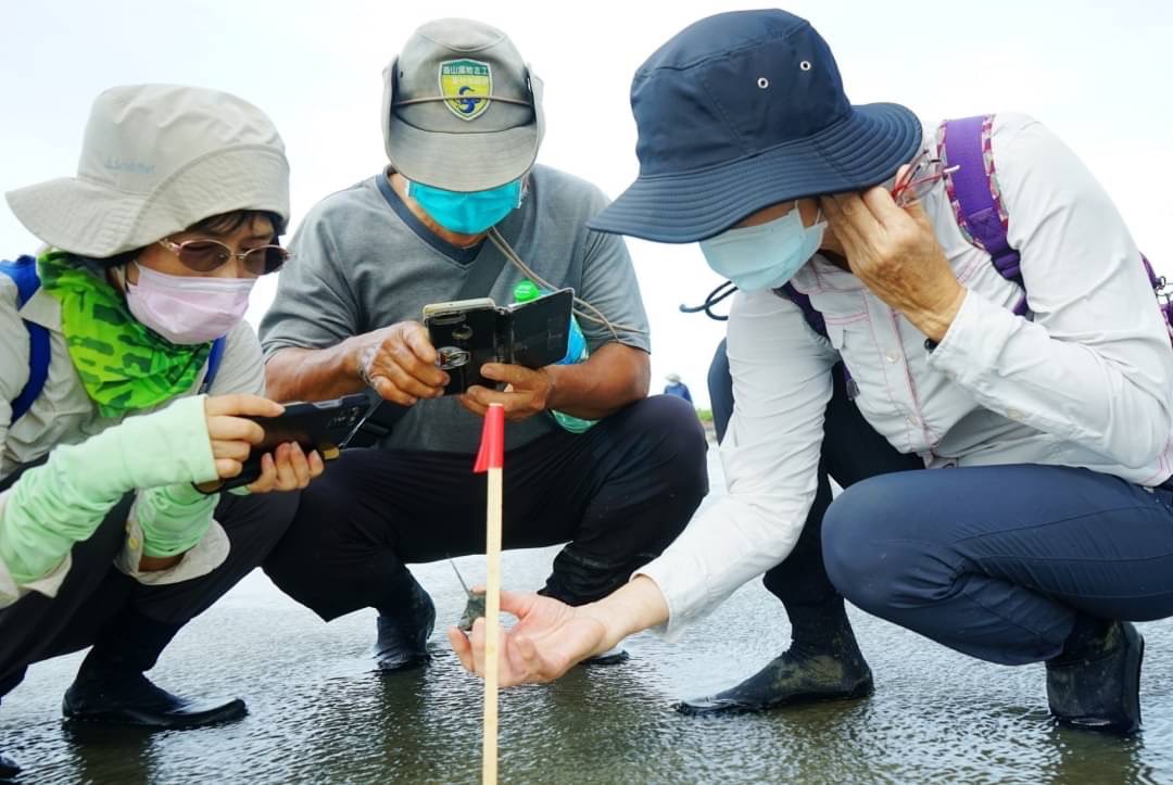 調查大隊在新竹香山溼地發現雉鱟。新竹市府提供