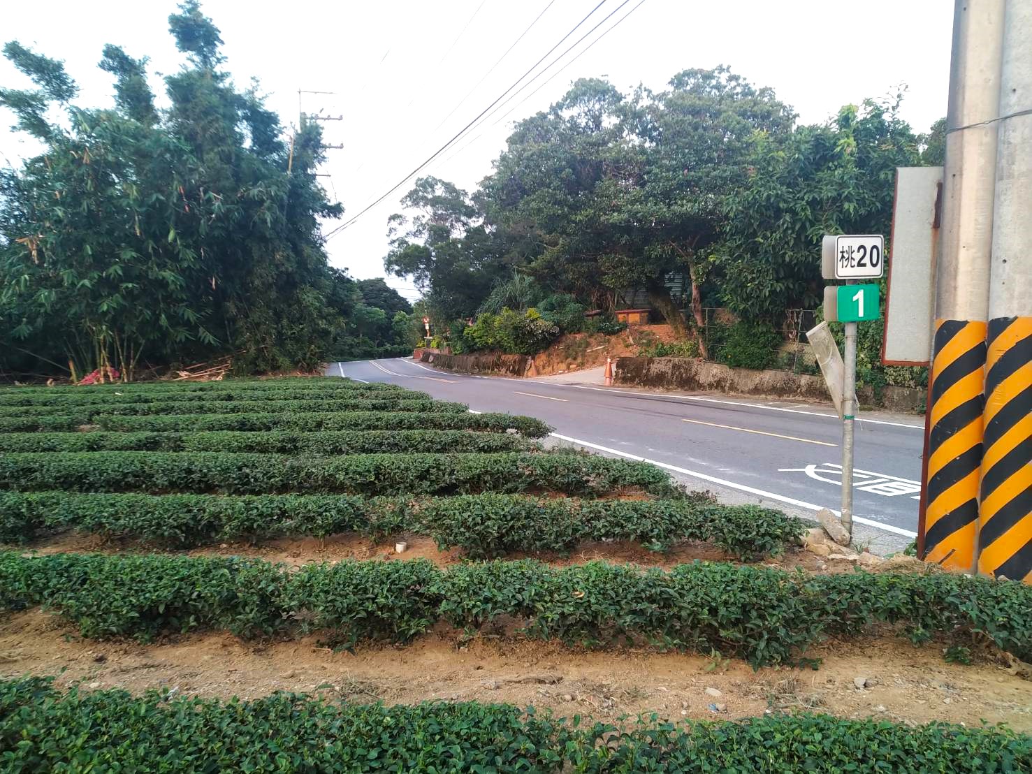 南蛇崎旁的茶園。王湘仁攝（資料照）