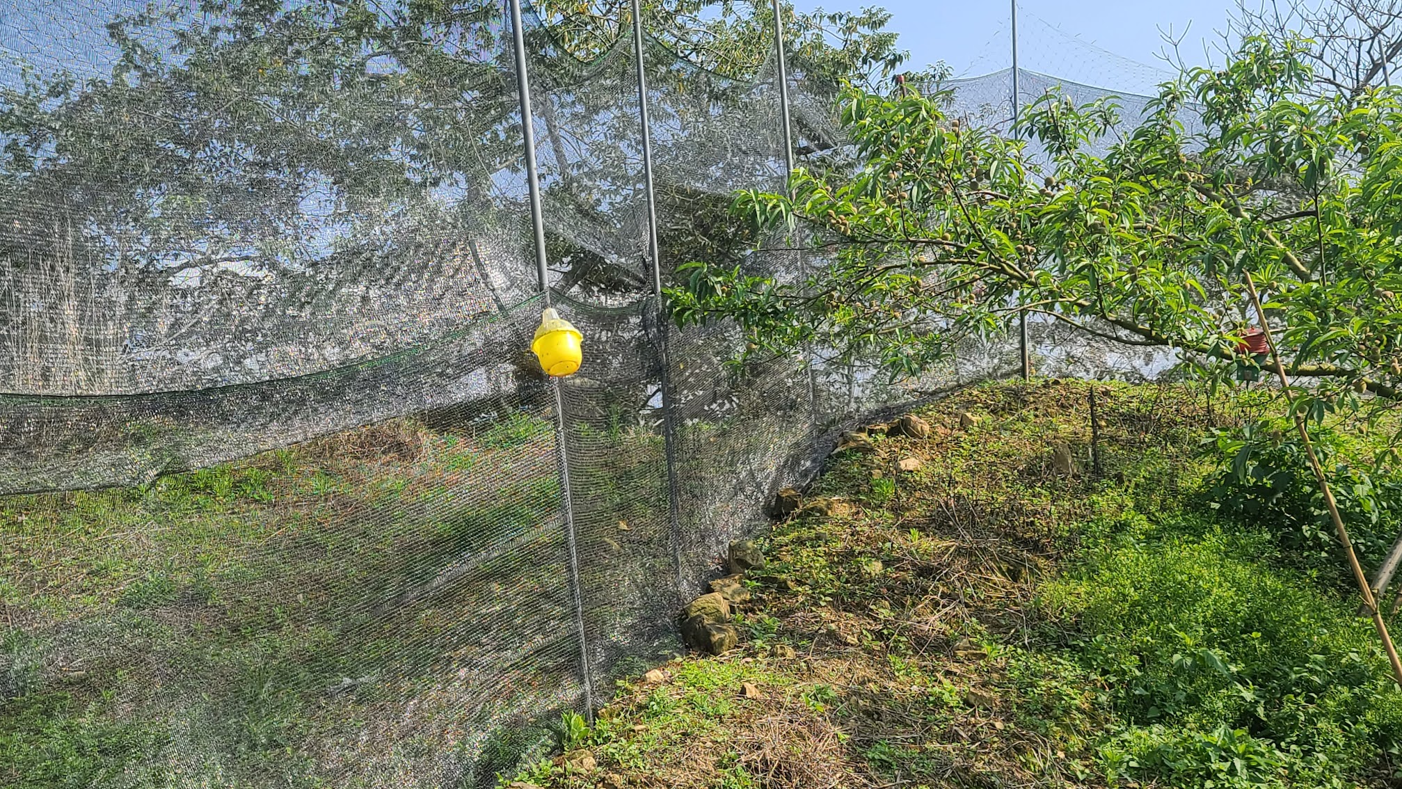 東勢老農以錏管黑網將自己果園包圍，防止山豬危害農作物。吳哲銘攝
