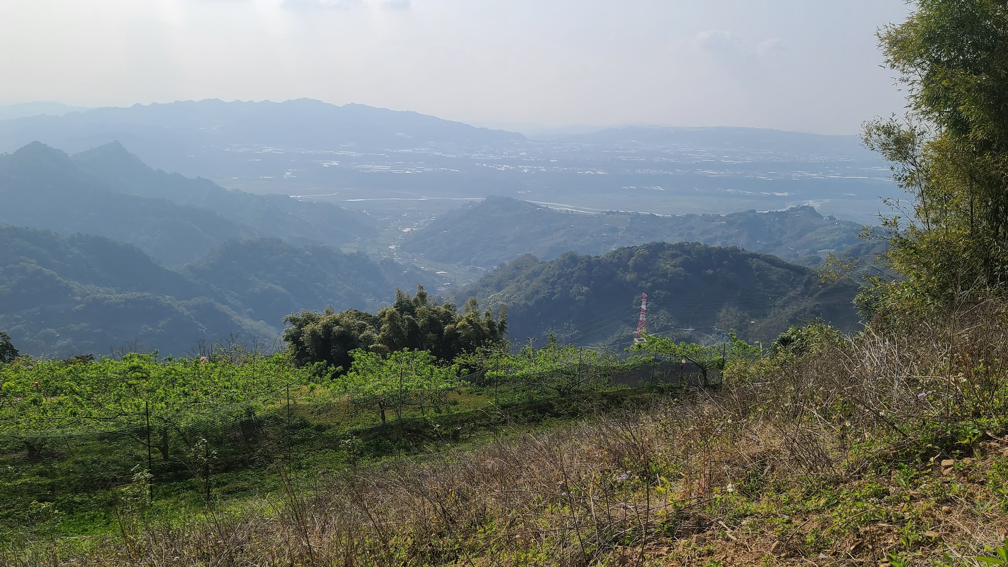 東勢老農以錏管黑網將自己果園包圍，防止山豬危害農作物。吳哲銘攝