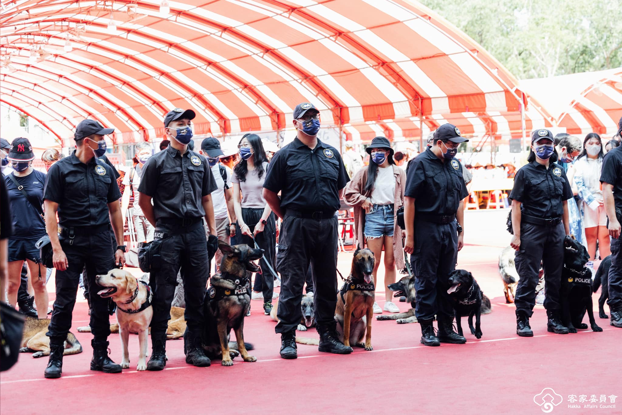 新北義民祭現場顯示新北市警局警犬。客委會提供