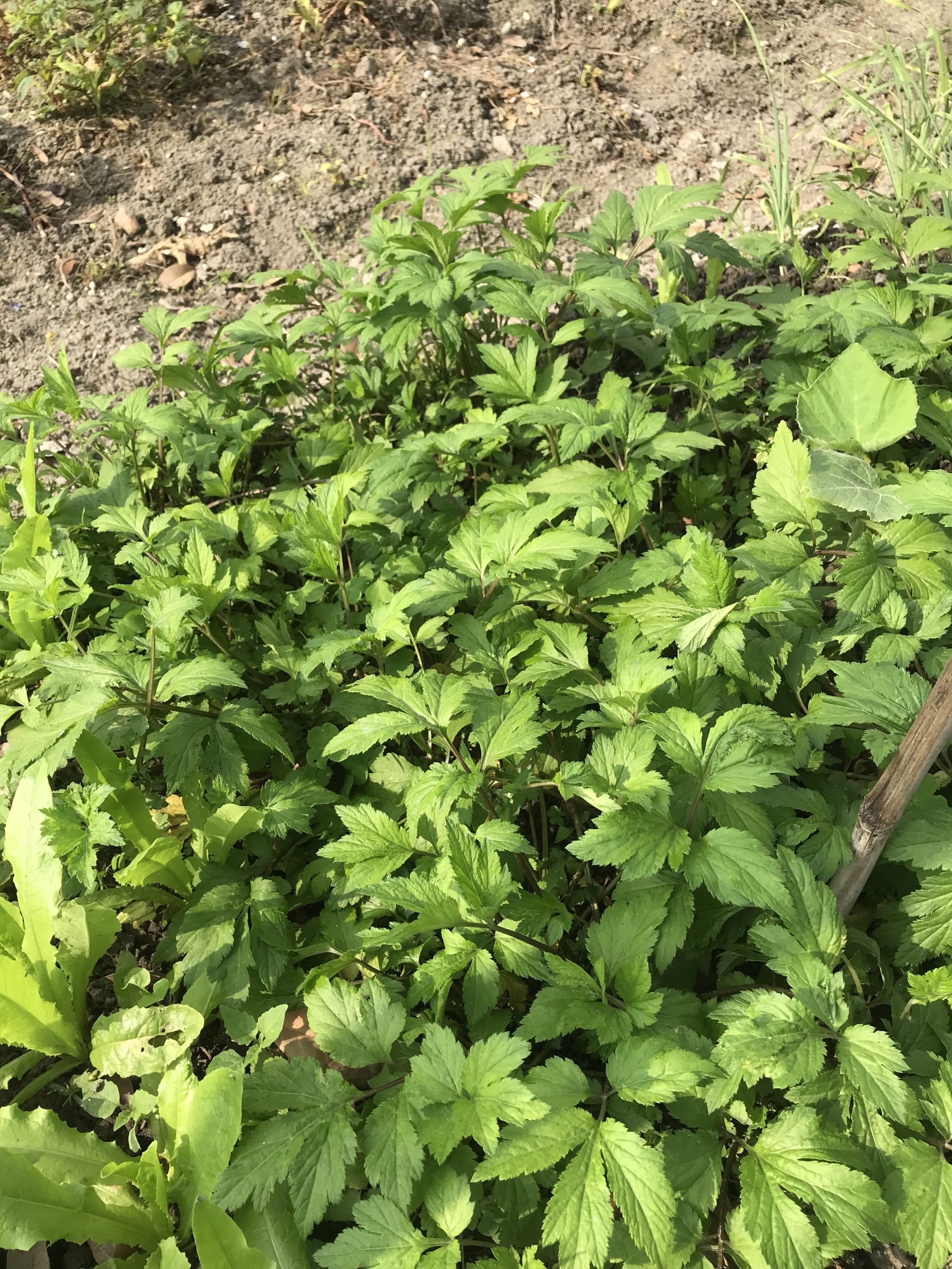 門口小菜圃.。作者提供