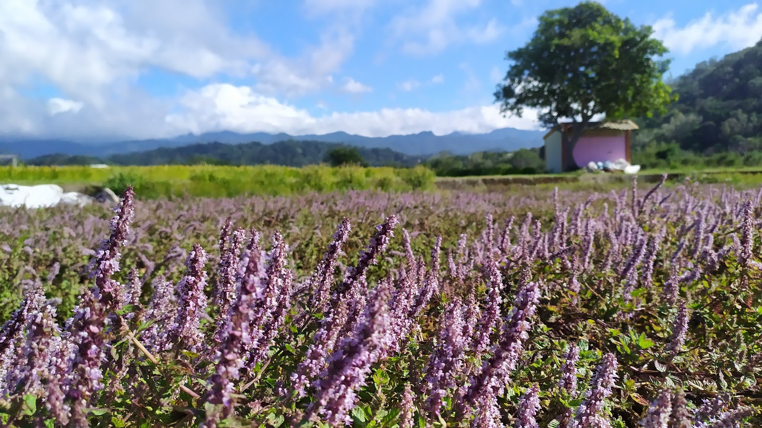 牛欄河南山大橋脣个「仙草一分田」。作者提供