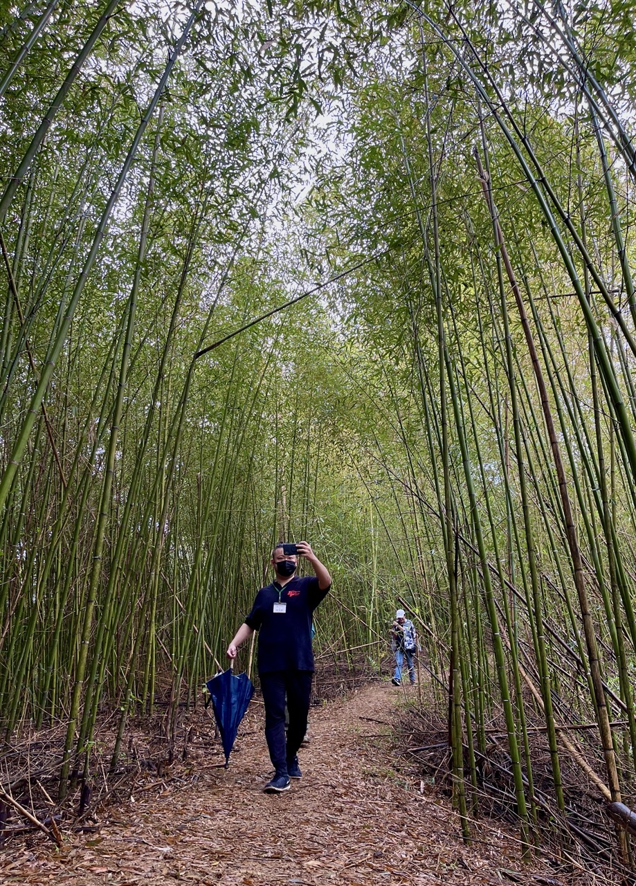 這段竹林路段相當長，大家都忍不住拿起手機拍照。莊勝鴻攝