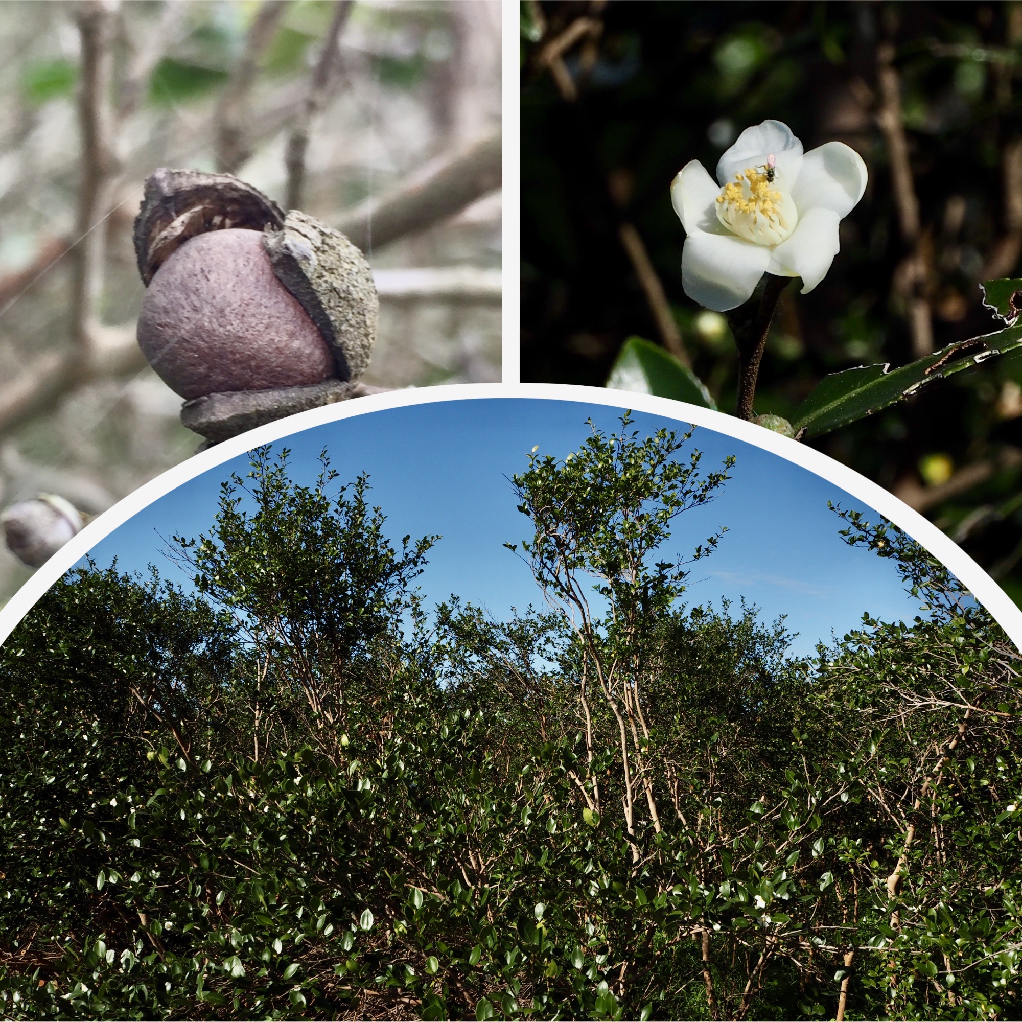 小果油茶樹林，十一月苦茶籽已採收完畢，可以開始賞花，樹林花海非常美麗。蕭秀琴攝