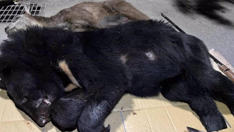 遭獵殺的台灣黑熊。翻攝畫面