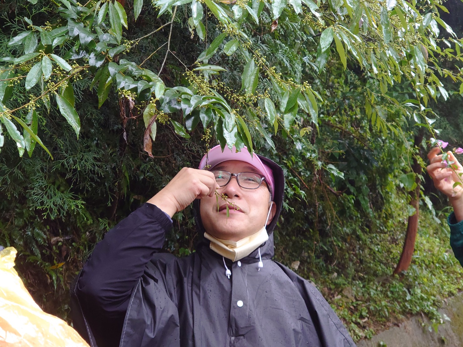 韓國步道協會代表Junkyun Jang對於鳴鳳古道上的山胡椒相當感興趣。李台源攝