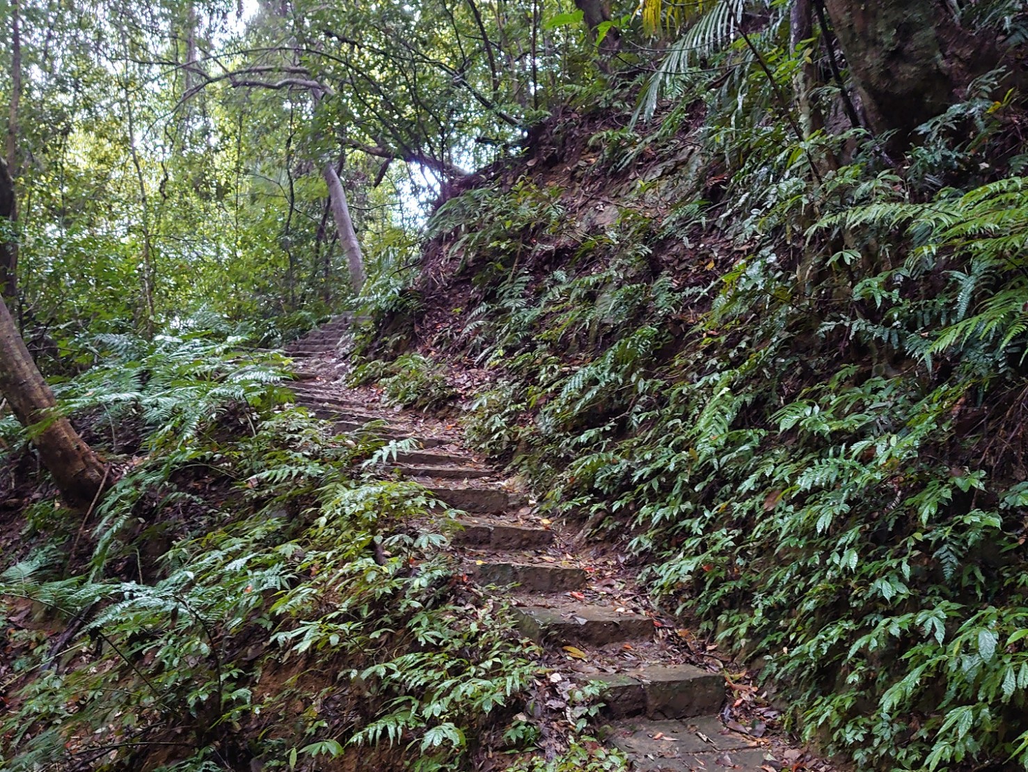 鳴鳳古道沿線都有石砌階梯,相當好走。李台源攝
