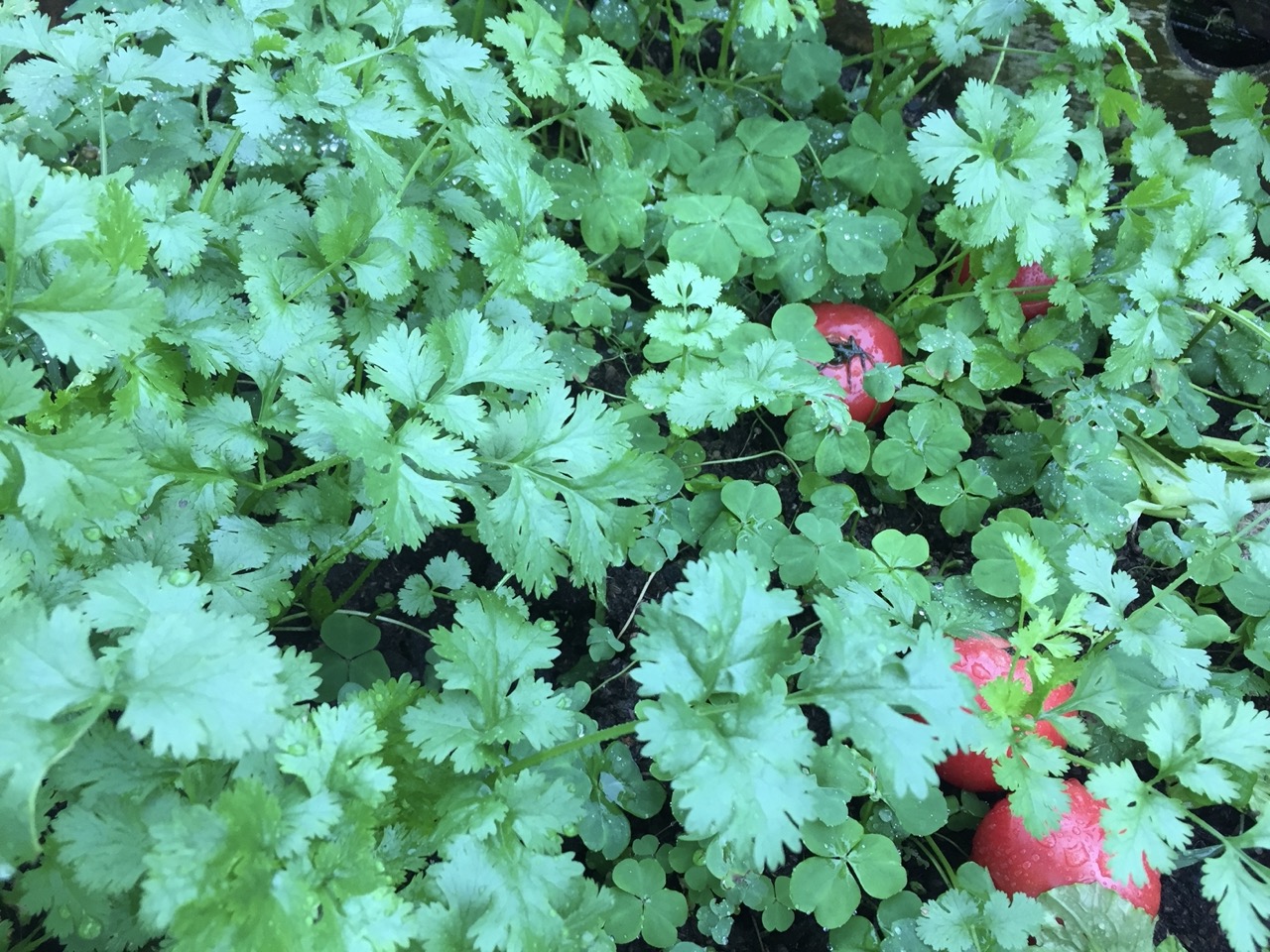 香菜,學名芫荽(Coriandrum sativum),英文稱作「coriander」,冬季菜園裡的常備香料。蕭秀琴攝