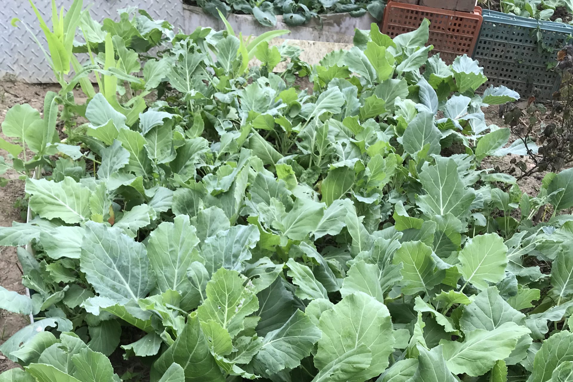 大肚菜。作者提供