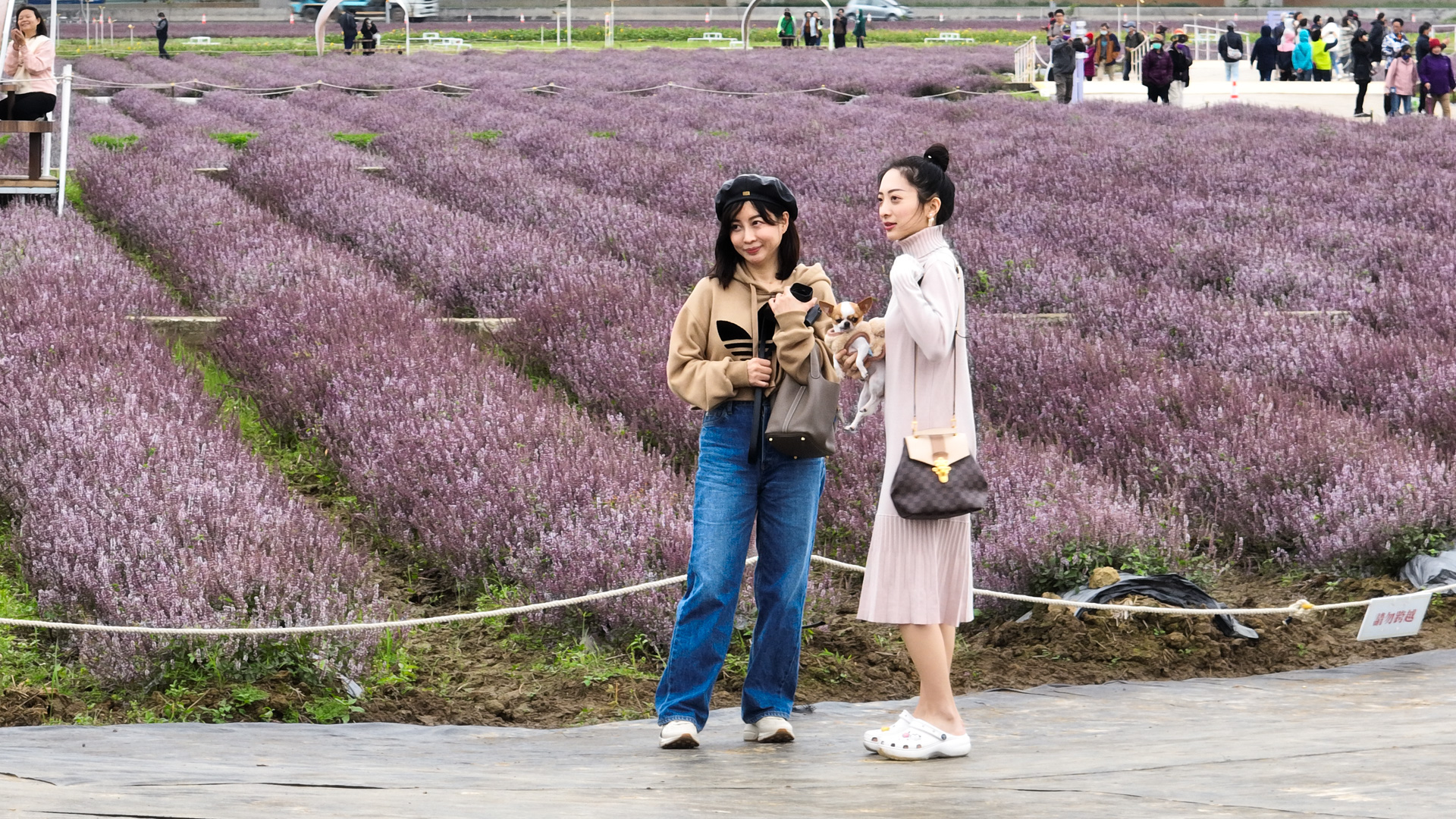 徐小姐說,在網路上看到仙草花節的訊息,今天帶著女兒前來欣賞。客新聞攝