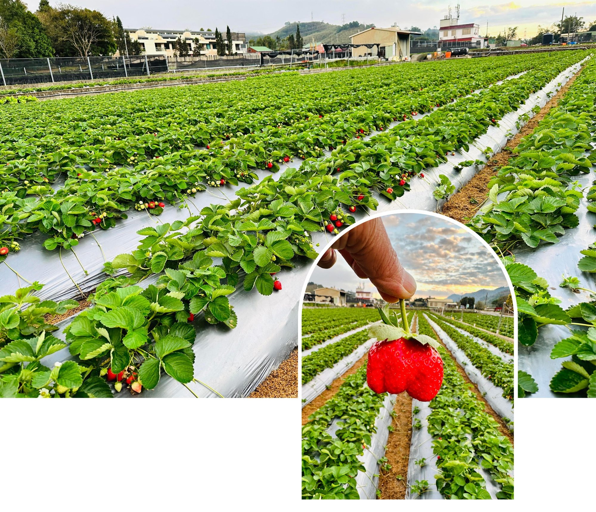 大湖草莓園風光。游政育攝