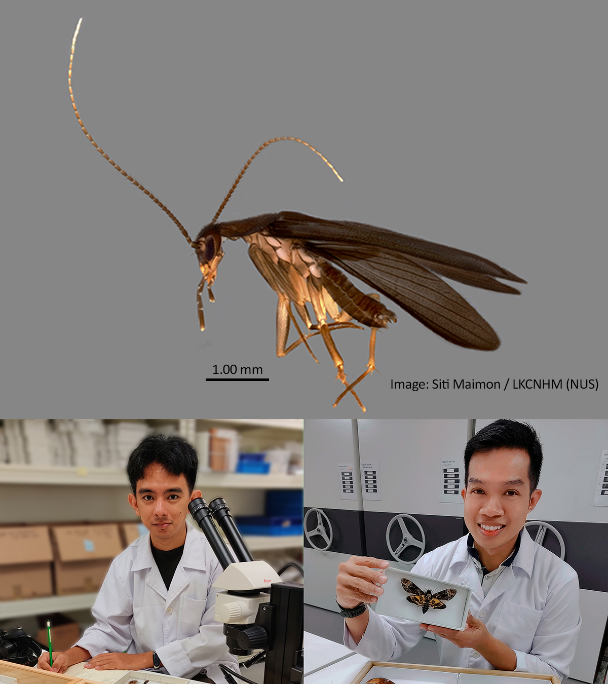 新品種蟑螂費洛美螂(上)，菲律賓昆蟲學家盧卡納斯(下左)，與新加坡昆蟲學家符茂生(下右)。翻攝自新加坡李光前自然歷史博物館官方《推特》