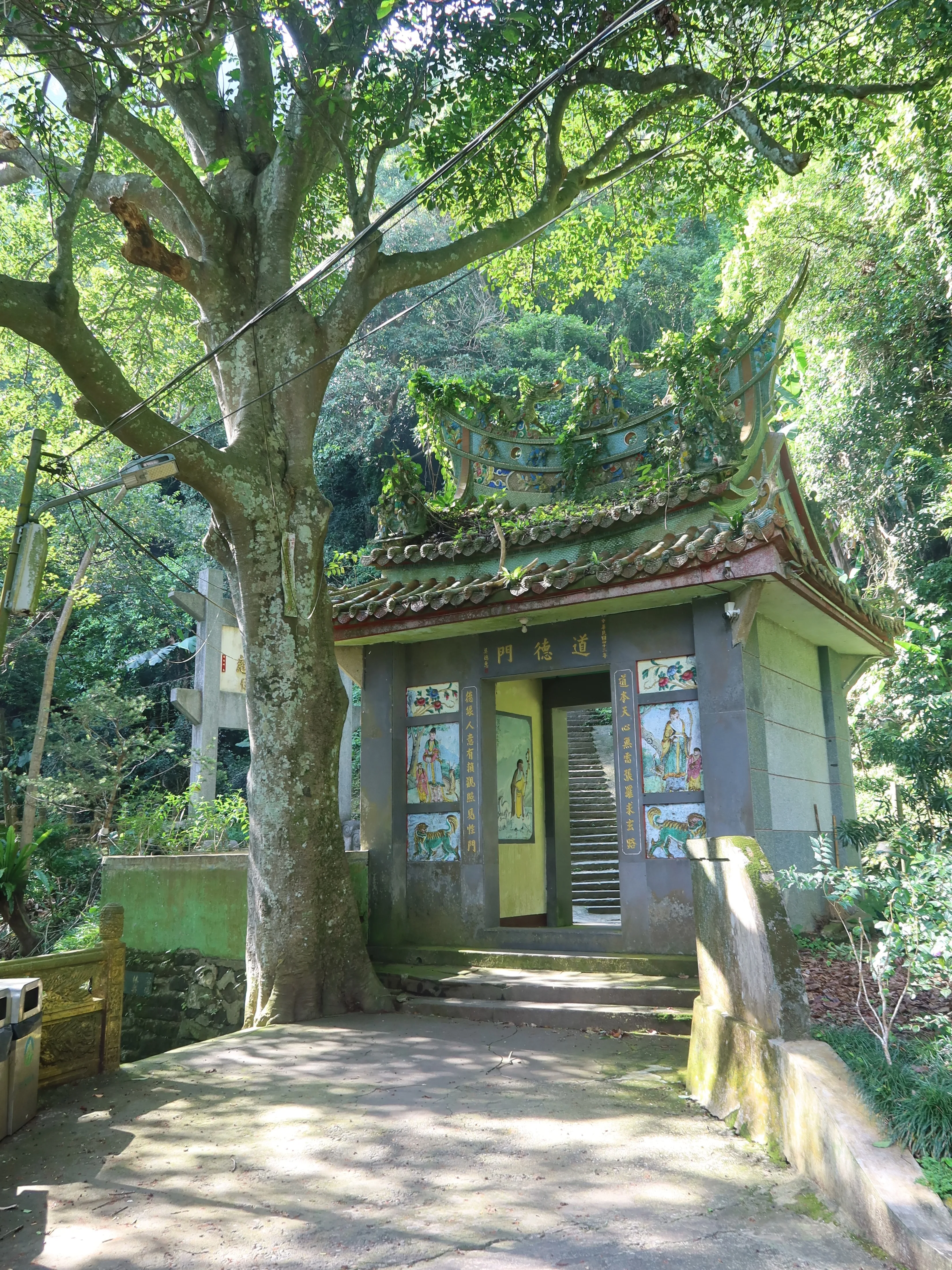 楊森曾到獅頭山探訪出家的紅粉知己,在道德門旁留下一棵將軍樹。何來美攝