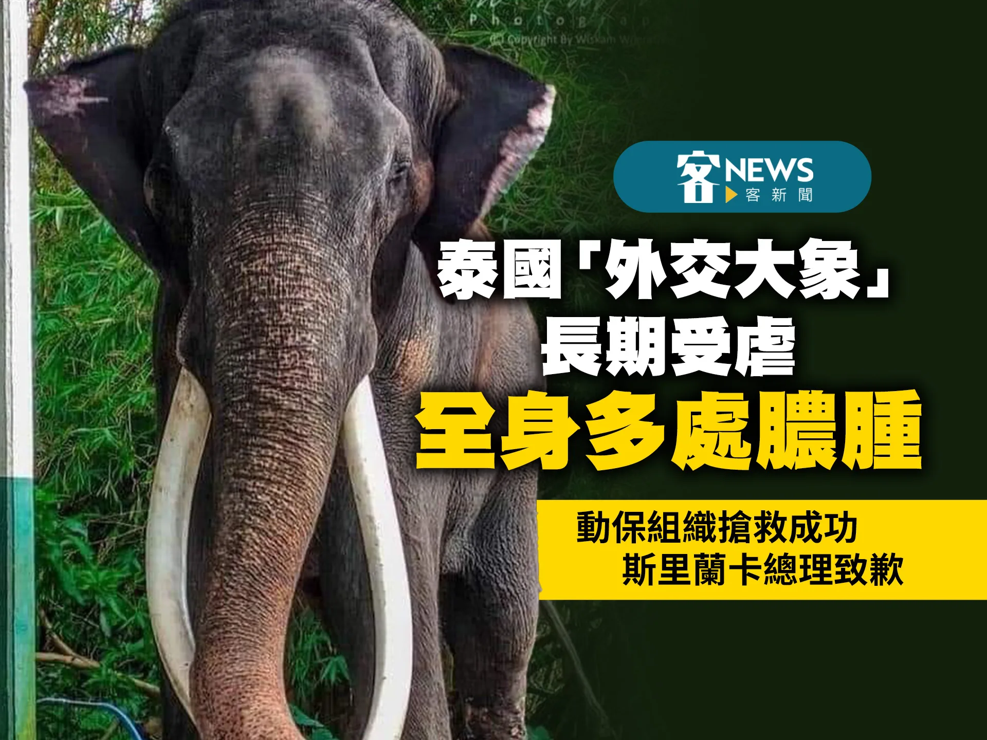 泰國「外交大象」長期受虐全身多處膿腫動保組織搶救成功斯里蘭卡總理致歉- 客新聞HakkaNews