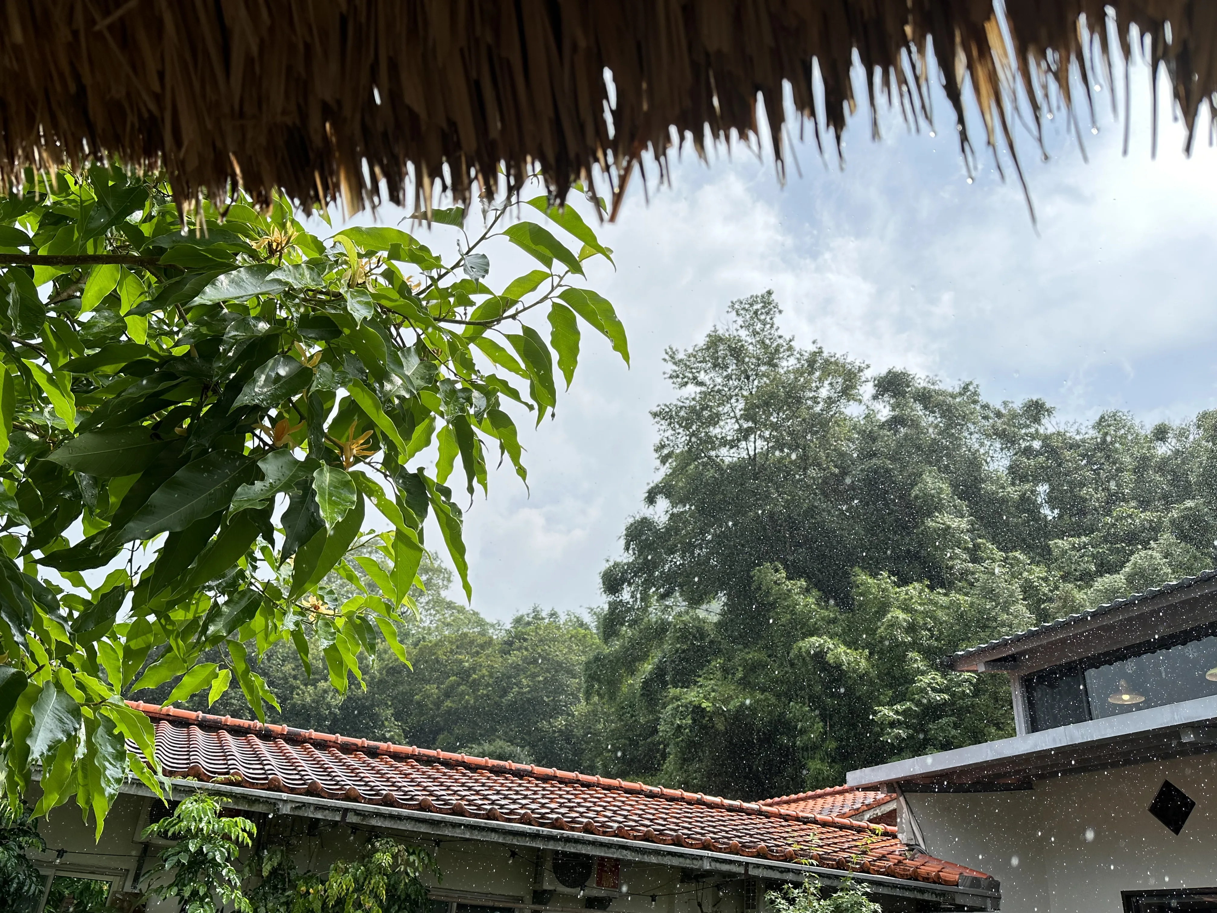 有玉蘭樹的院子，南庄老屋咖啡。蕭秀琴提供
