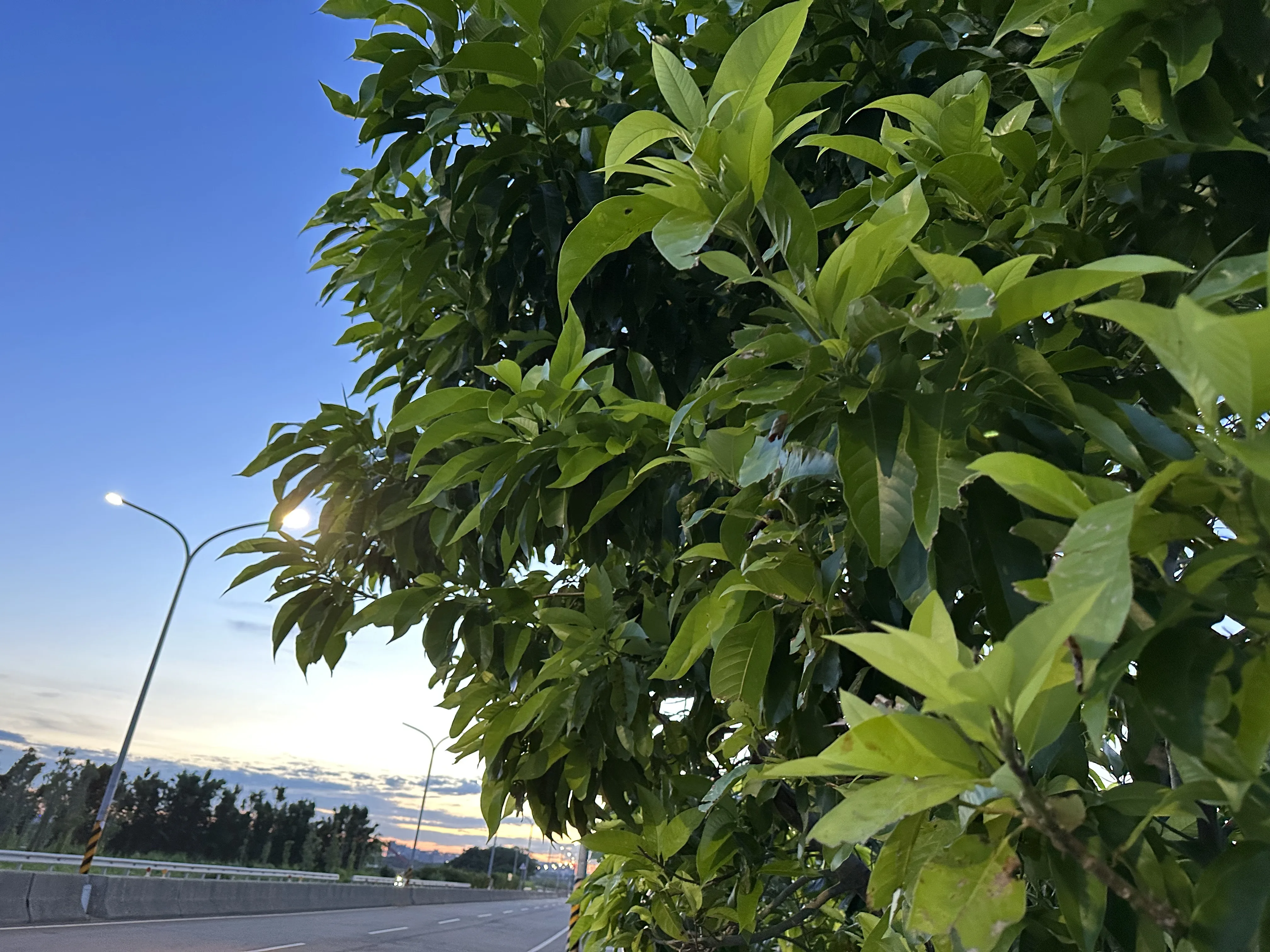 玉蘭是高大的喬木，葉片厚實，很適合乘涼。蕭秀琴提供