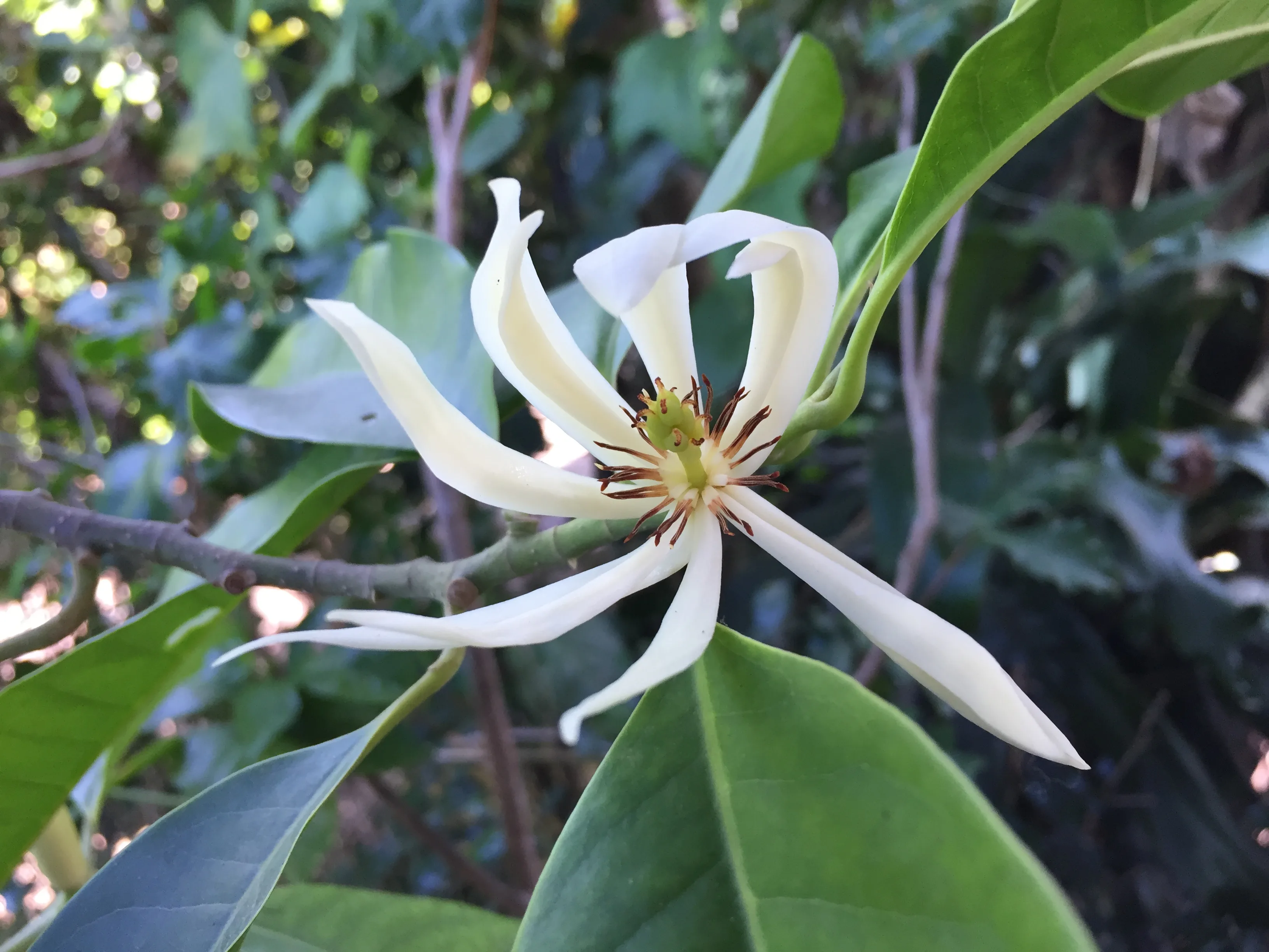 玉蘭花。蕭秀琴提供