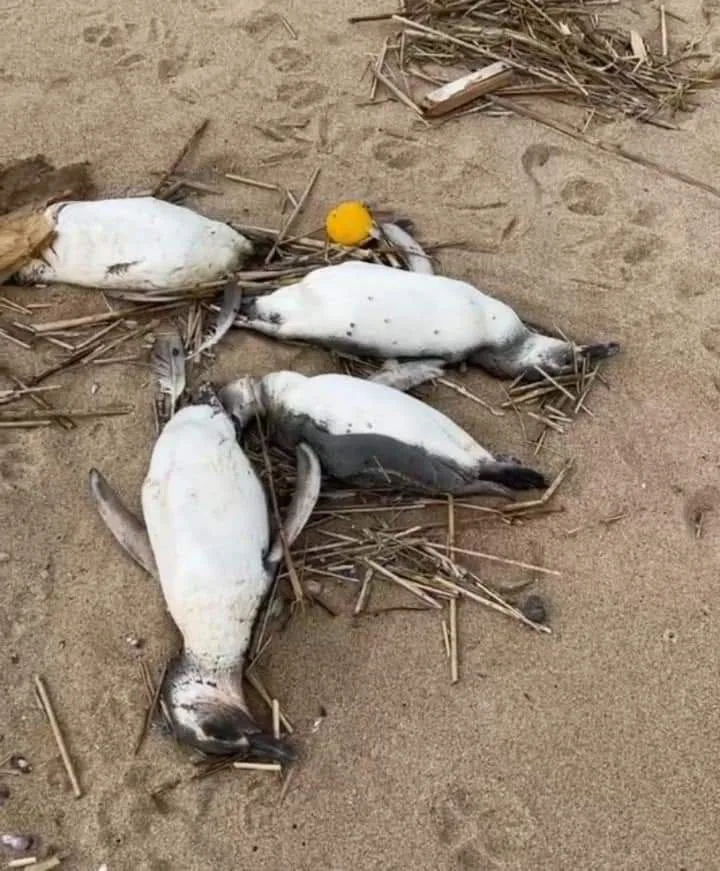 死亡的企鵝品種全都是麥哲倫企鵝。翻攝自اصغرقاتل《推特》