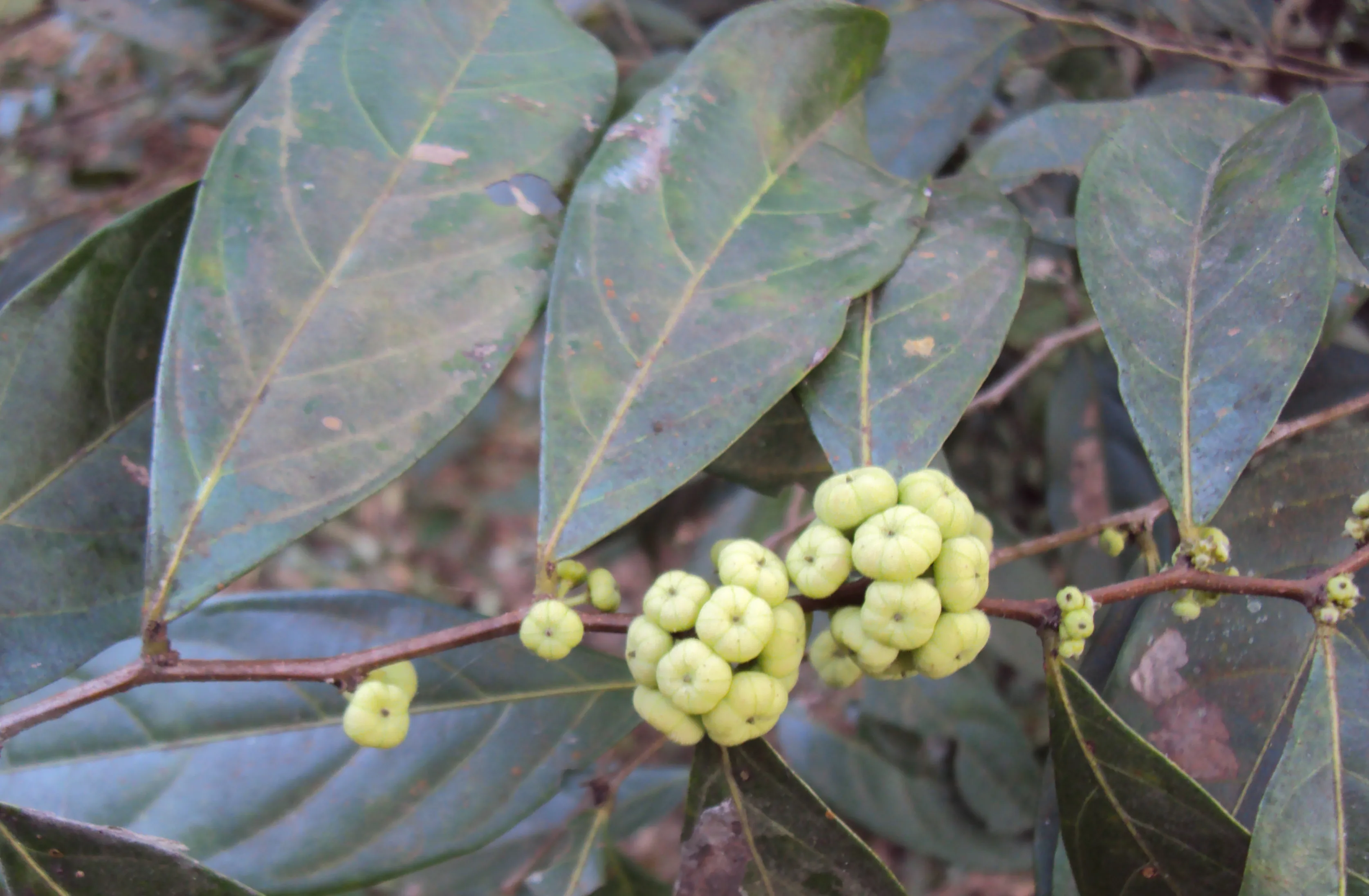 植物界裡的算盤子。圖,Vinayaraj CC BY 維基百科
