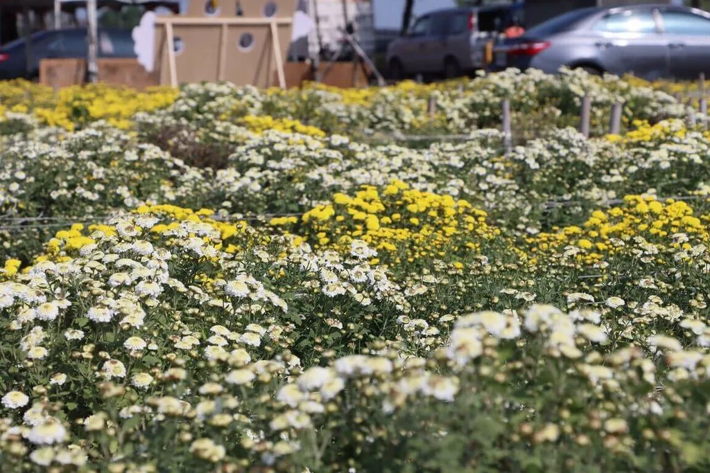 苗栗縣銅鑼鄉是國內最大杭菊產地,每年11月杭菊盛開時,黃、白色花海彷彿讓田間披上一層美麗花毯。苗栗縣政府提供,資料照