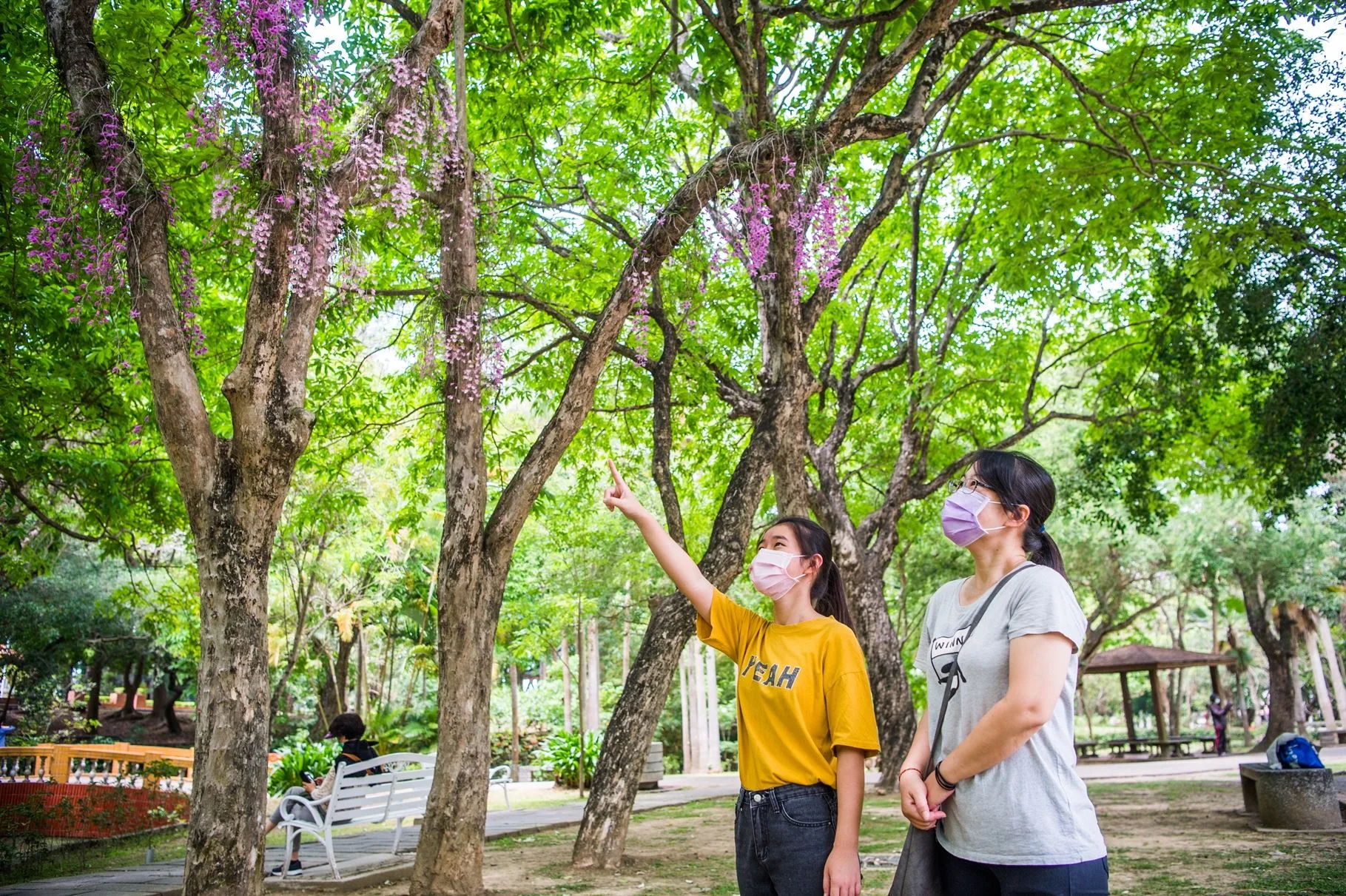 嘉義公園石斛蘭綻放，如粉紅花瀑自樹梢、磚牆邊傾瀉而下，相當浪漫。嘉義市政府提供