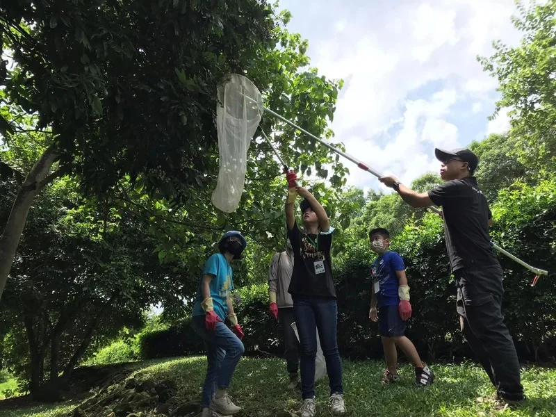 炸荔枝椿象疑慮　食藥署：若當食材販賣貯存最高罰2億