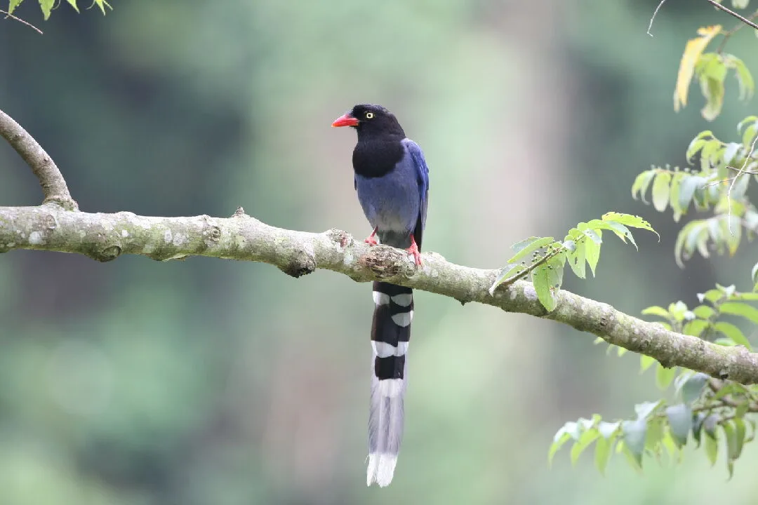 台灣藍鵲繁殖期攻擊性高　經育雛區可撐傘戴帽避免受襲