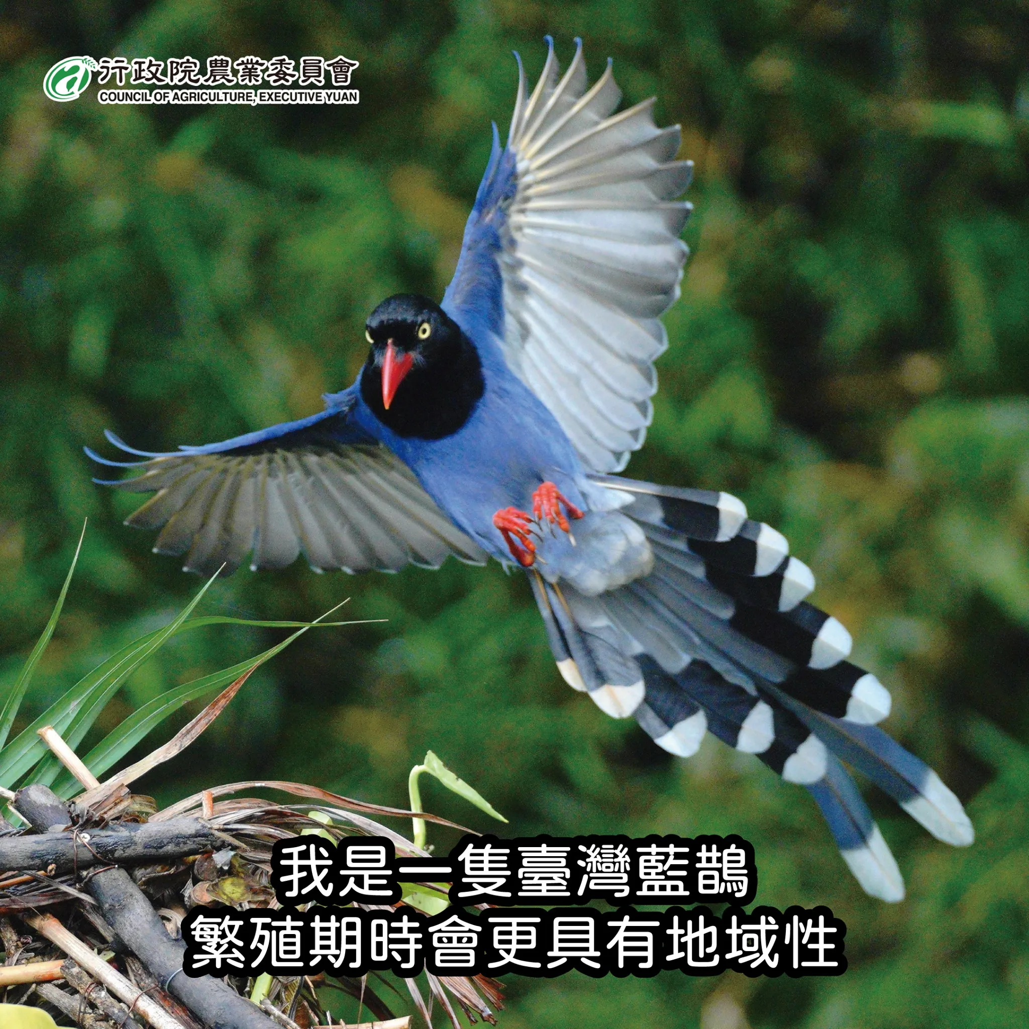 台灣藍鵲繁殖期會有更強的地域性。翻攝自農業部粉專
