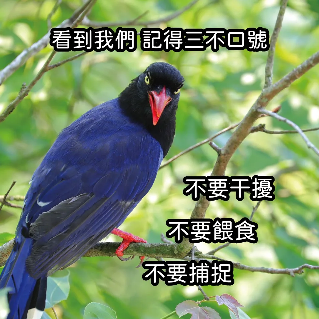 政府呼籲民眾遇到台灣藍鵲的三不口號。翻攝自農業部粉專