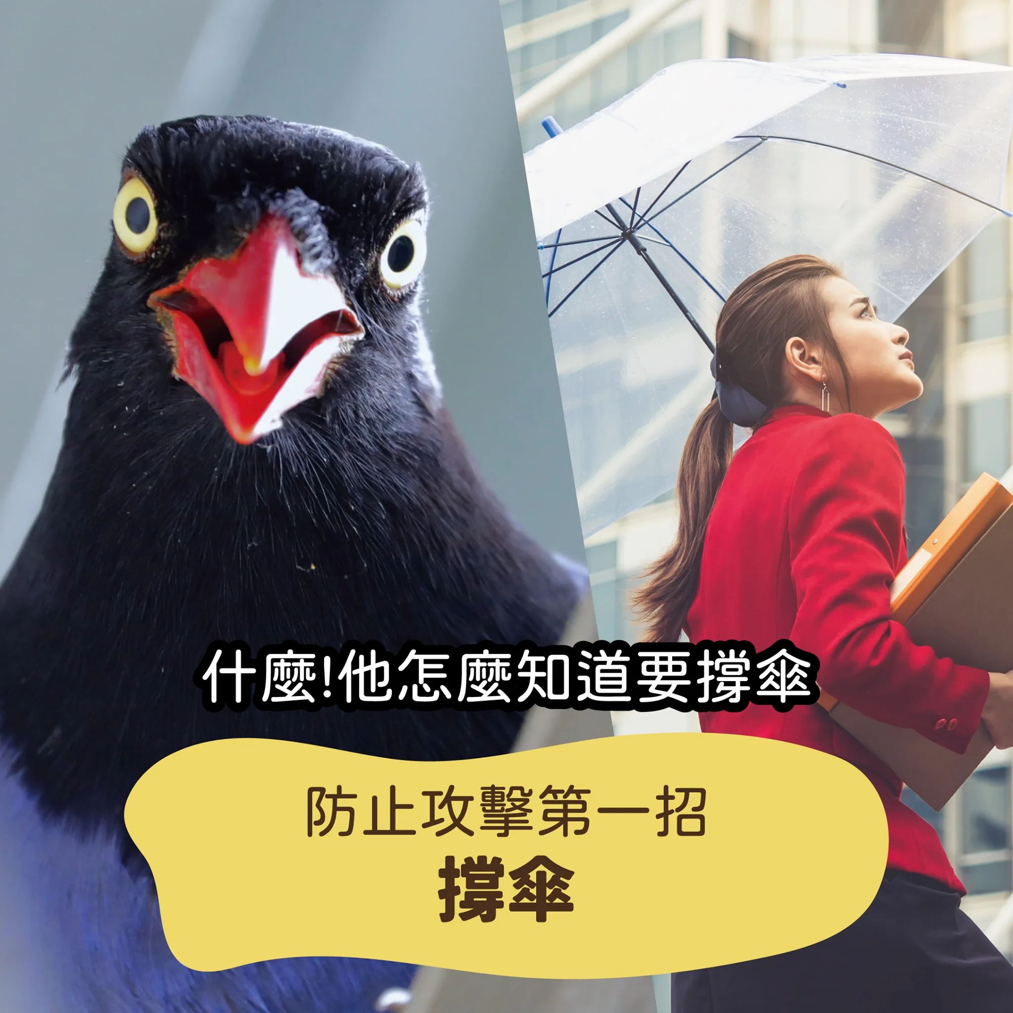 防止台灣藍鵲攻擊可撐傘。翻攝自農業部粉專