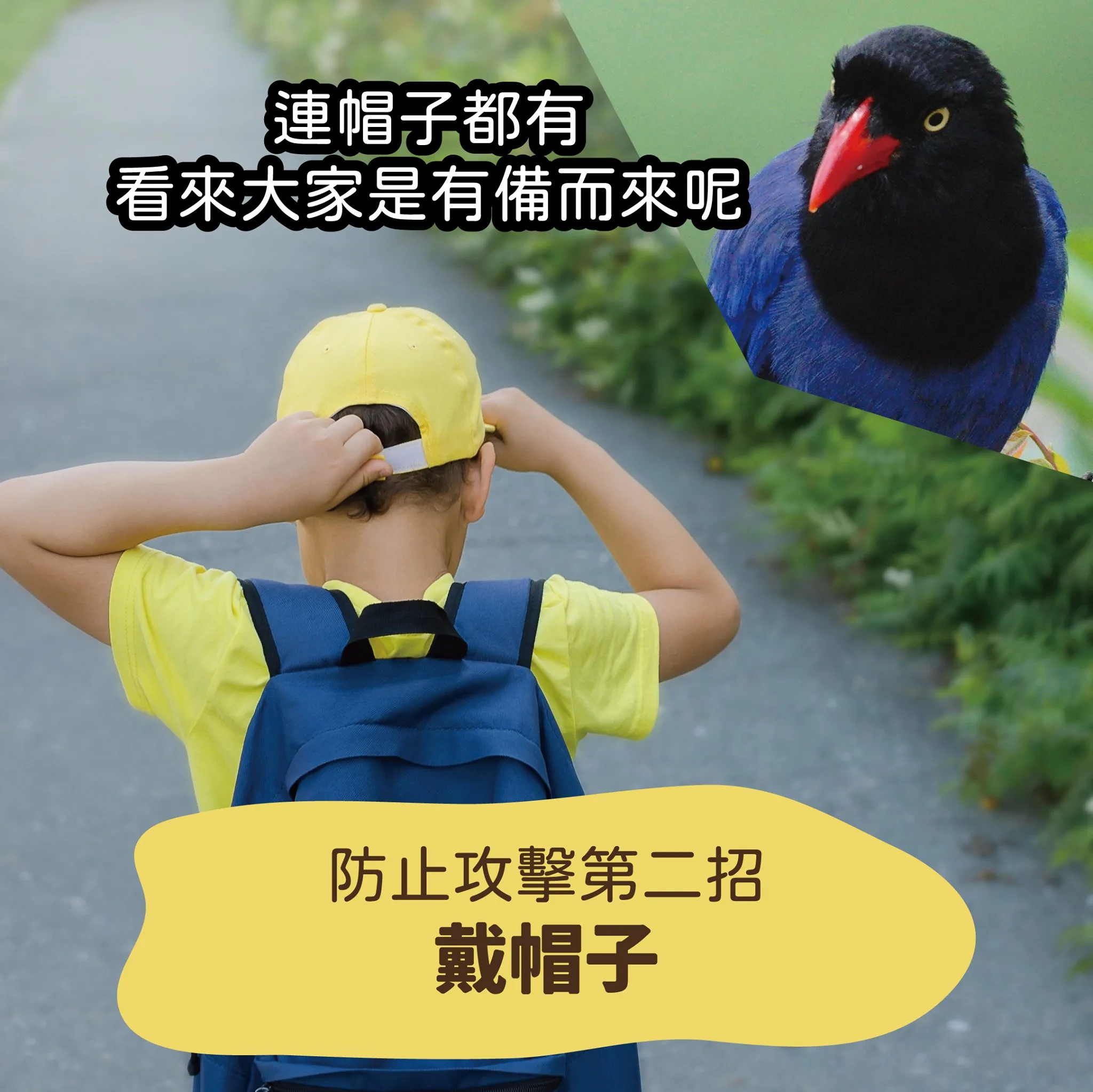 防止台灣藍鵲攻擊可戴帽子。翻攝自農業部粉專