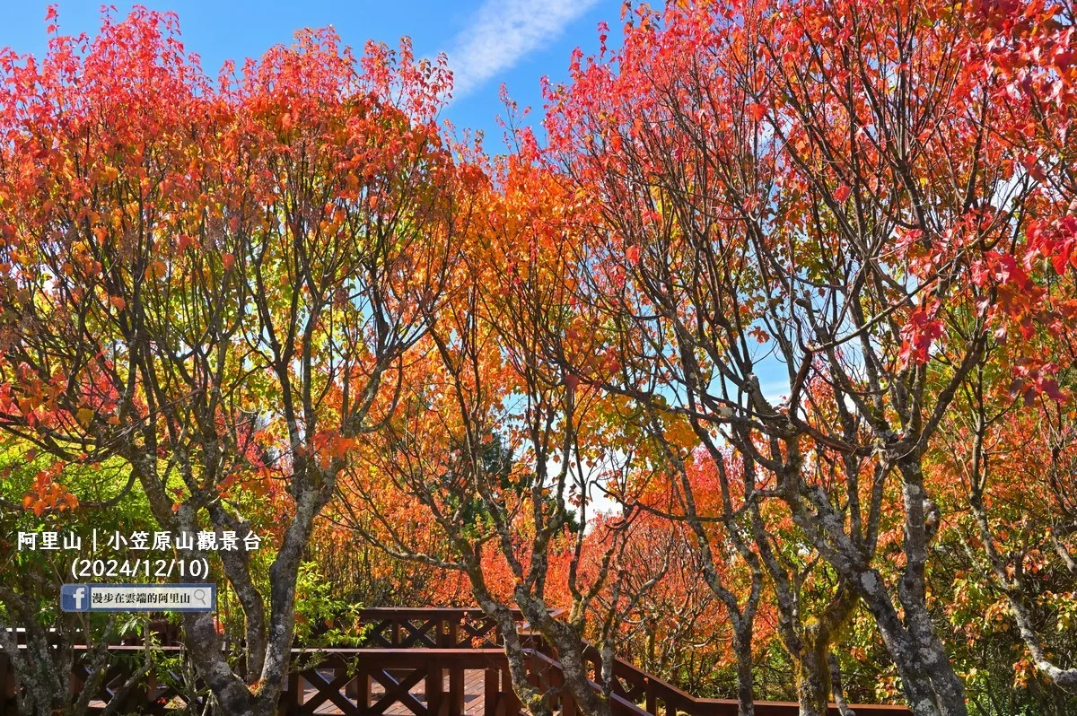 冷氣團報到阿里山楓葉加速轉紅。翻攝自漫步在雲端的阿里山FB