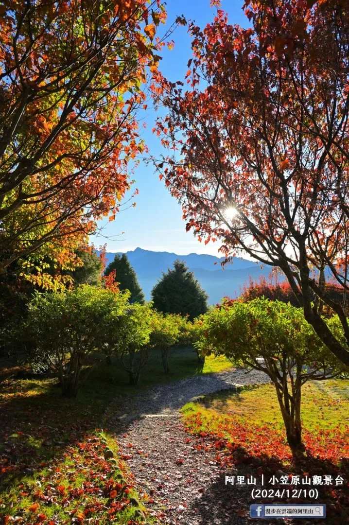冷氣團報到阿里山楓葉加速轉紅。翻攝自漫步在雲端的阿里山FB