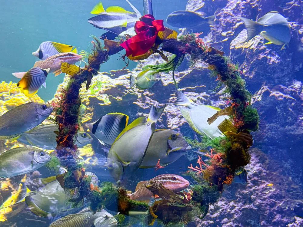 耶誕節花圈魚餌,魚類搶吃,畫面生動。屏東海生館提供