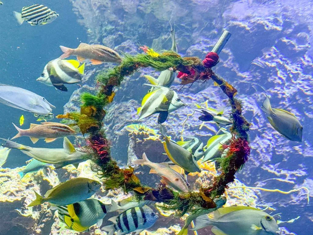 耶誕節花圈魚餌,魚類搶吃,畫面生動。屏東海生館提供