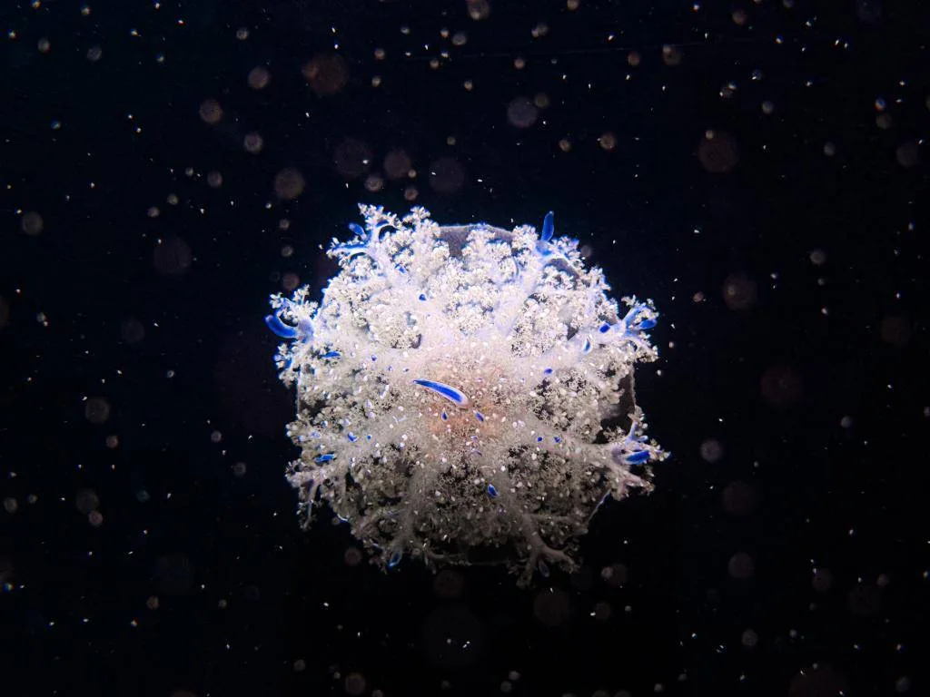 像雪花般的「仙后水母」,在汪洋的水中、隨著光影變化,十分夢幻。屏東海生館提供