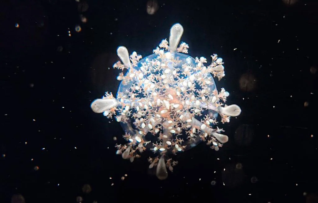 像雪花般的「仙后水母」,在汪洋的水中、隨著光影變化,十分夢幻。屏東海生館提供