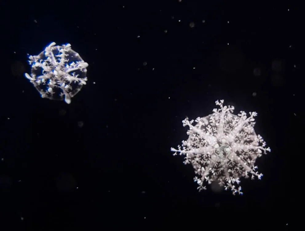 像雪花般的「仙后水母」,在汪洋的水中、隨著光影變化,十分夢幻。屏東海生館提供